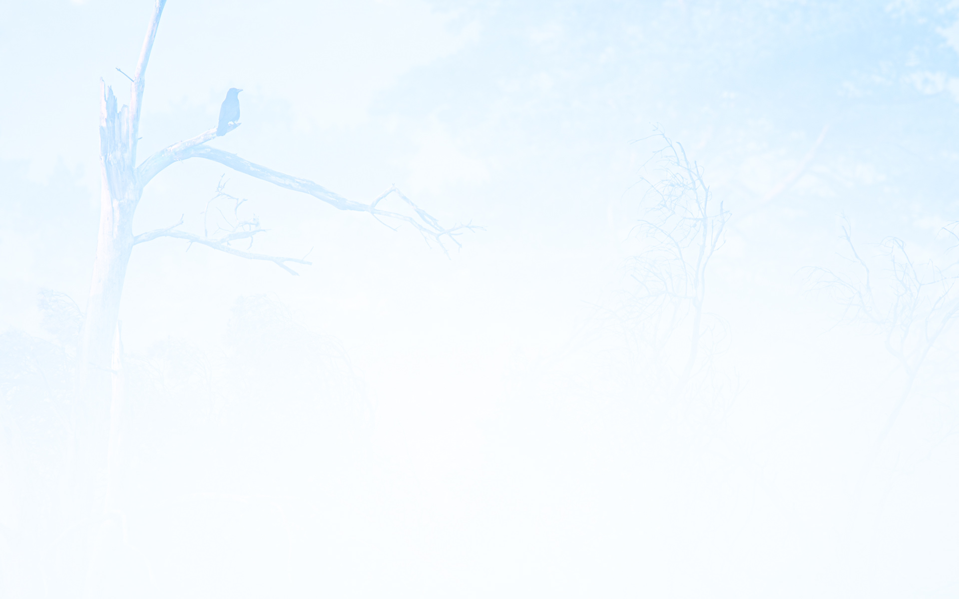 Winter morning II - Kalmthoutse Heide