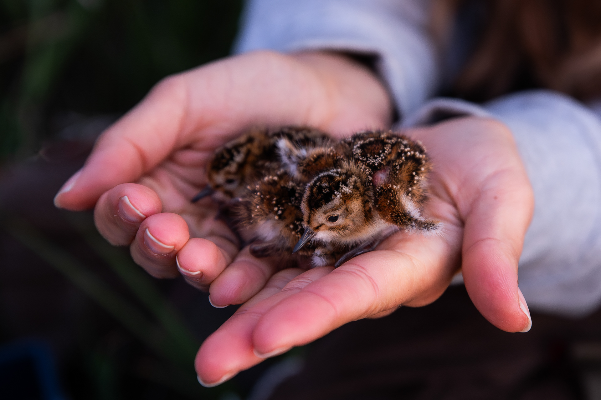 1-day-old dunlin chick - Oulu University - Finland