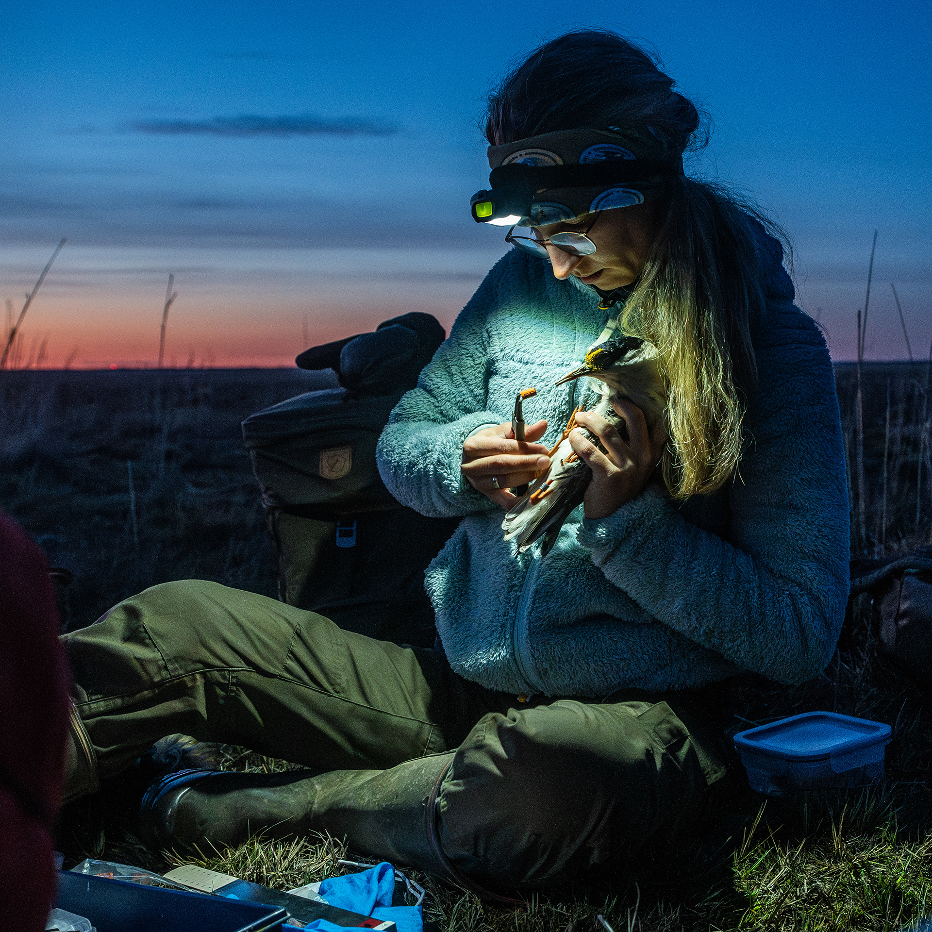 Adult ruff ringing by Jelena Belojevic - Oulu University - Finland