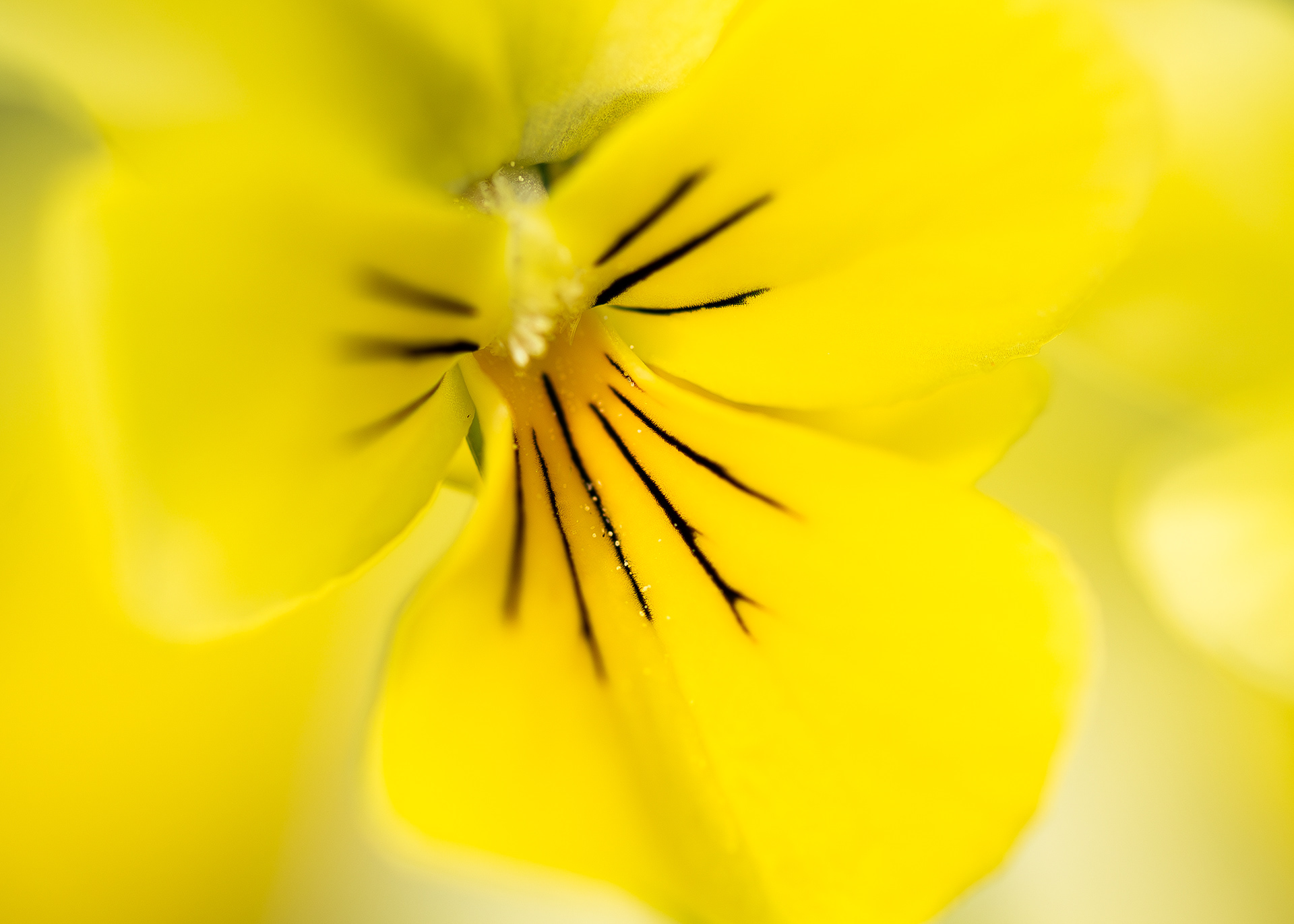  Mountain pansy - Kelmis