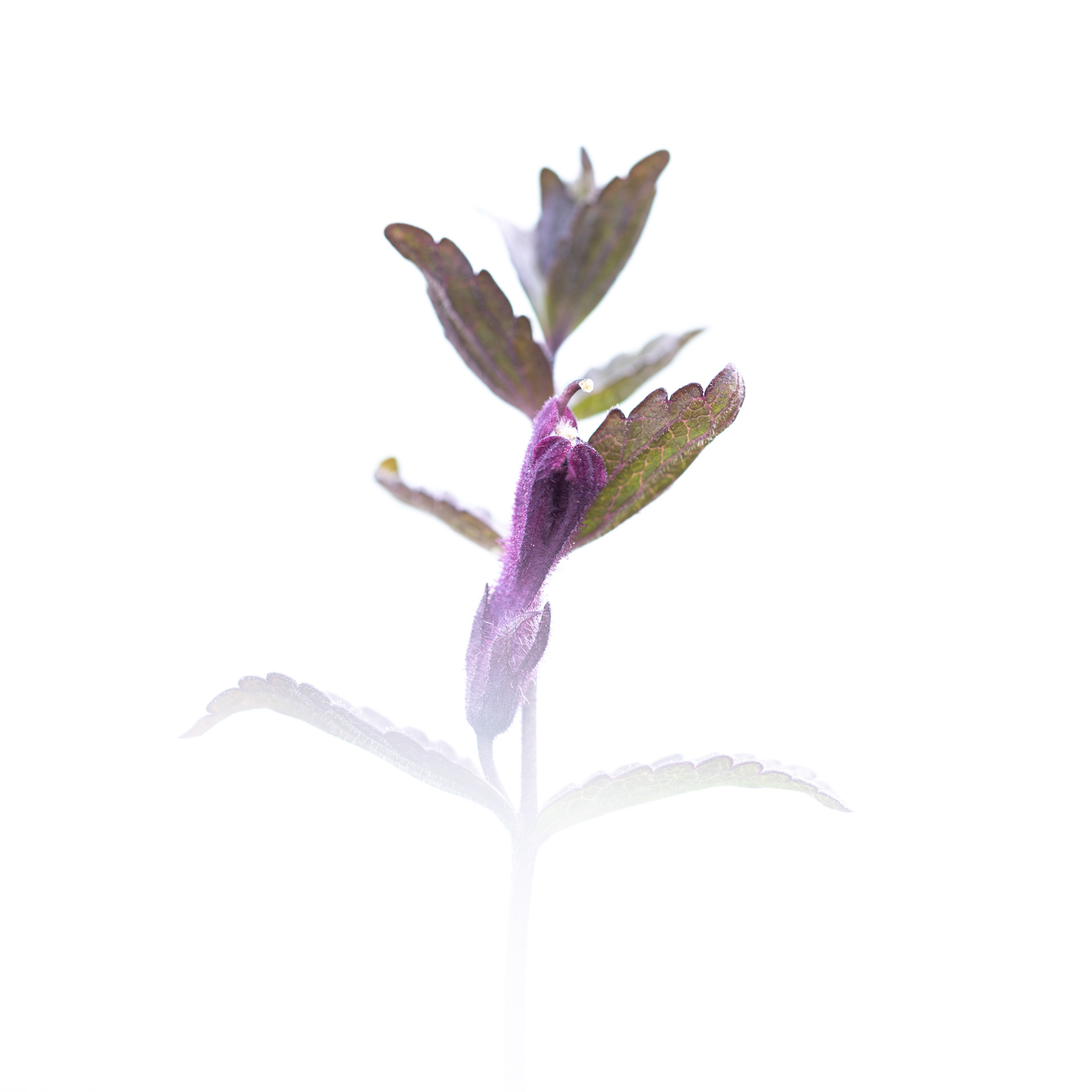 Alpine bartsia