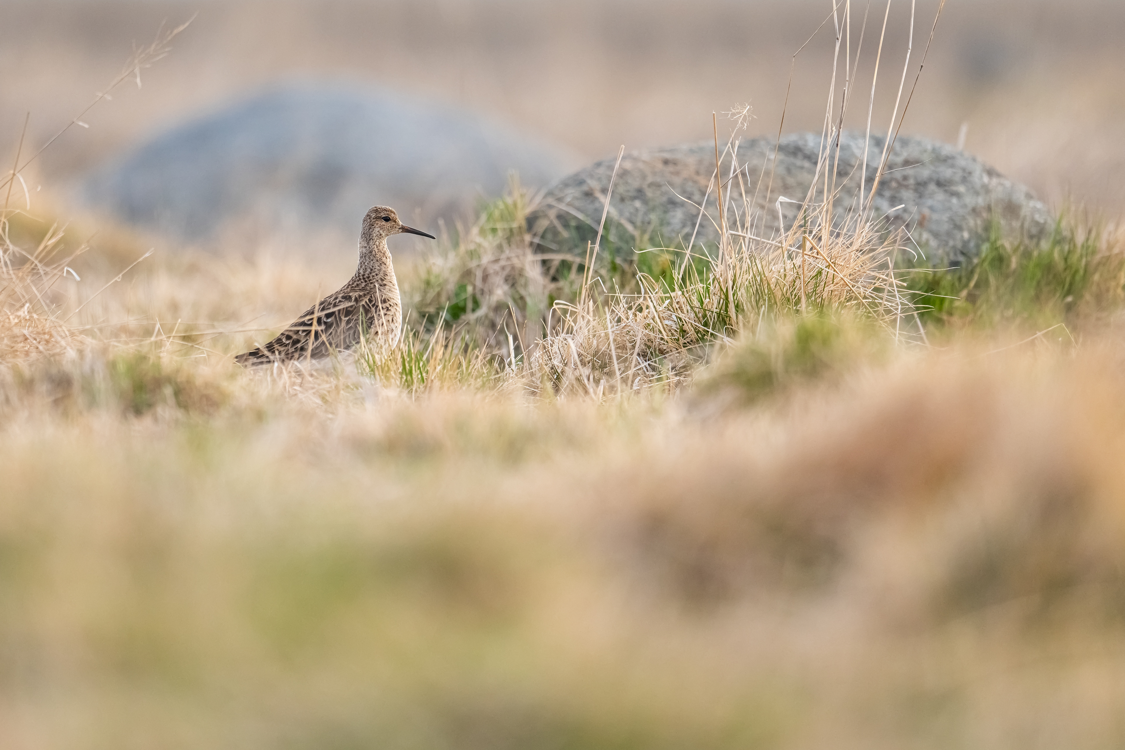 Feaders look almost exactly like females (slightly larger). Behavior and especially DNA can provide clarity. In this case, the photo shows a female.