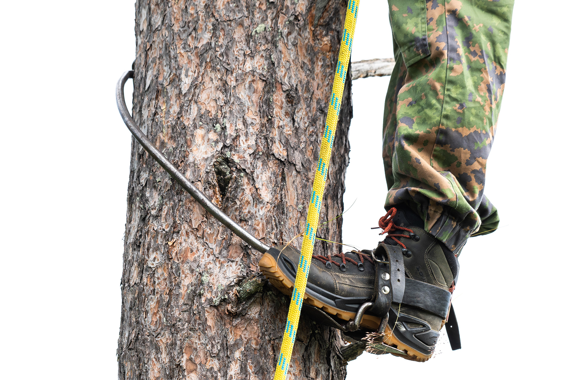 Tree climbing while ringing kestrel chick - Finland