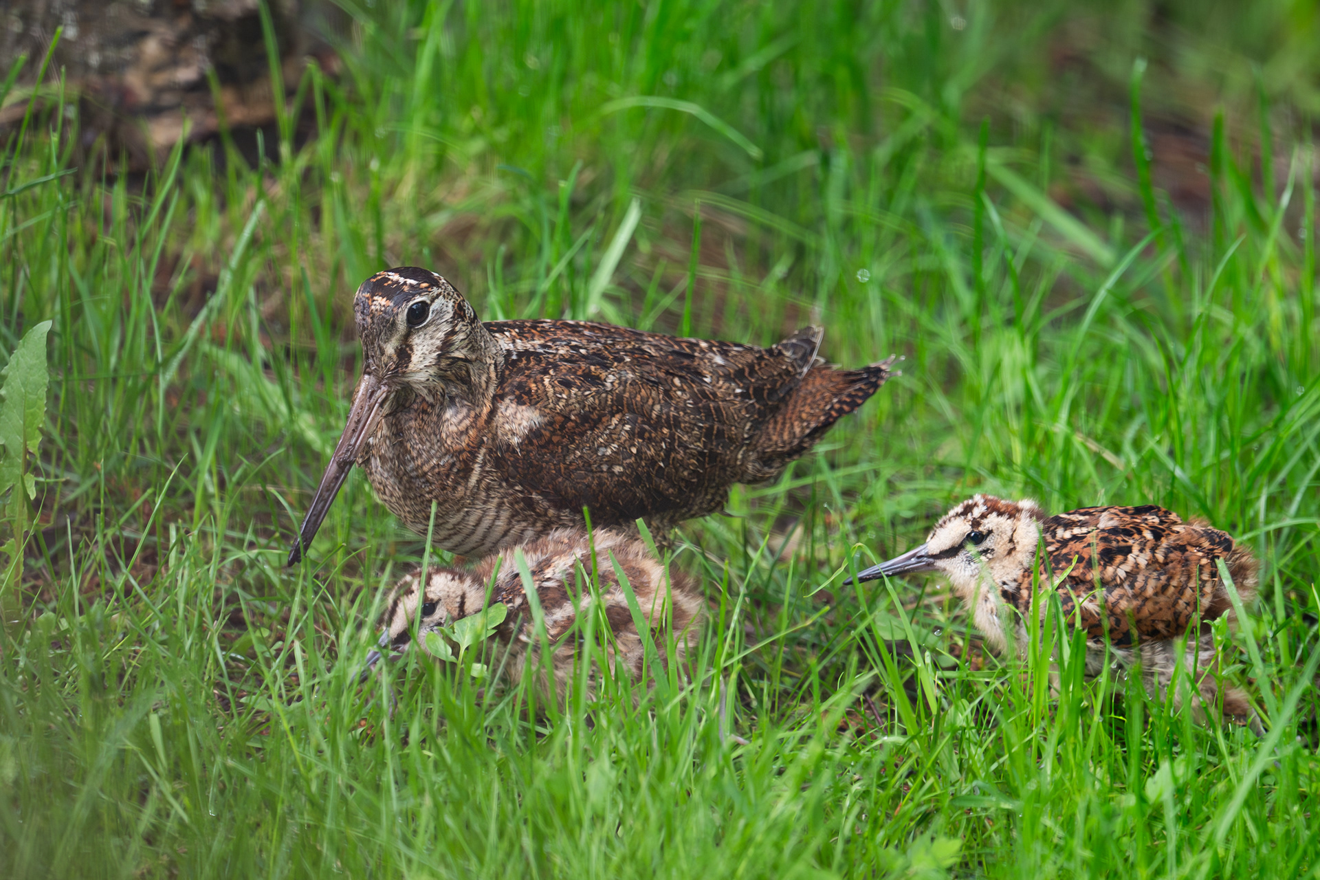 8th of June - Clear age difference between this two chick. The left one is younger than the right one.