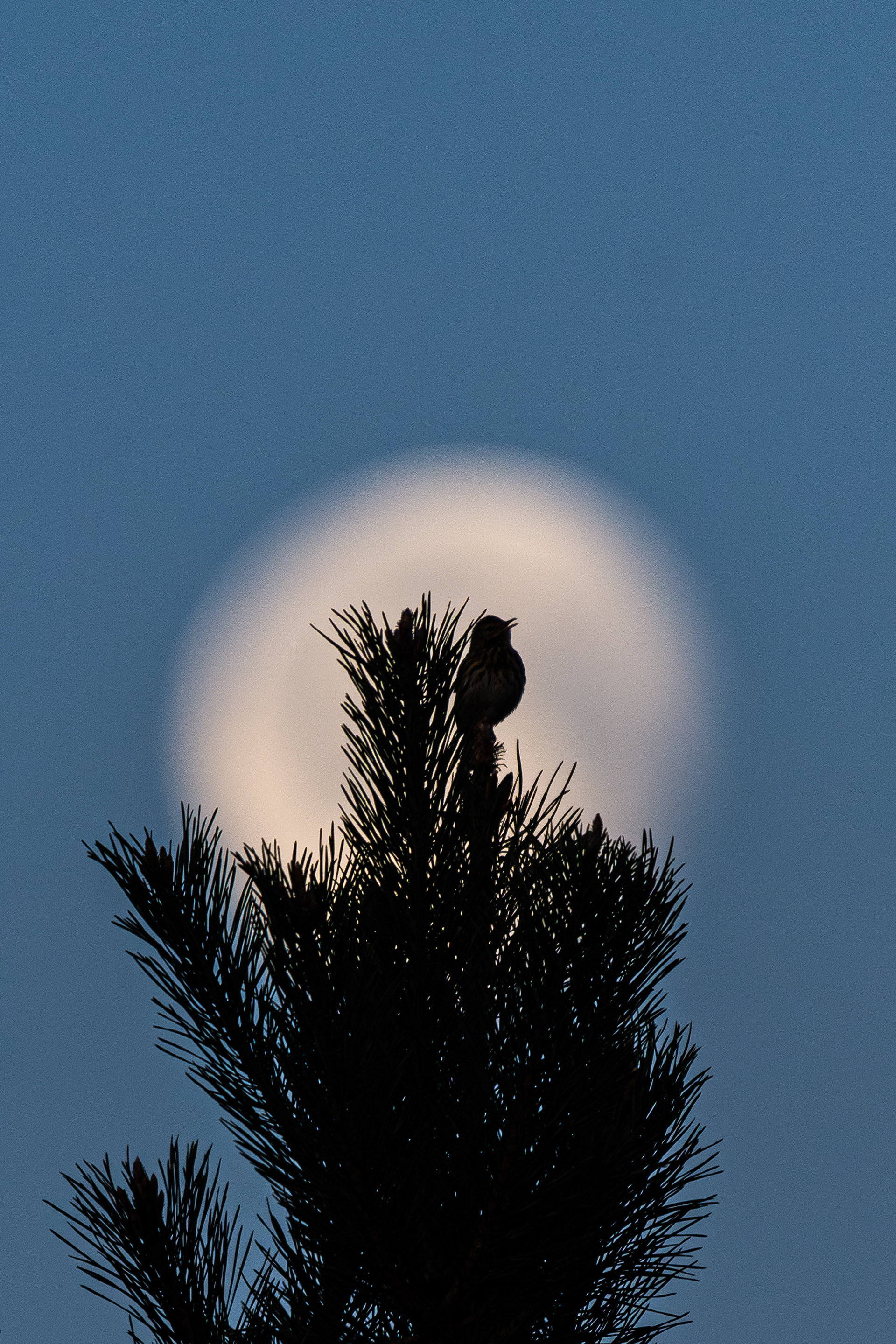 Moonlight song - Kalmthoutse heide