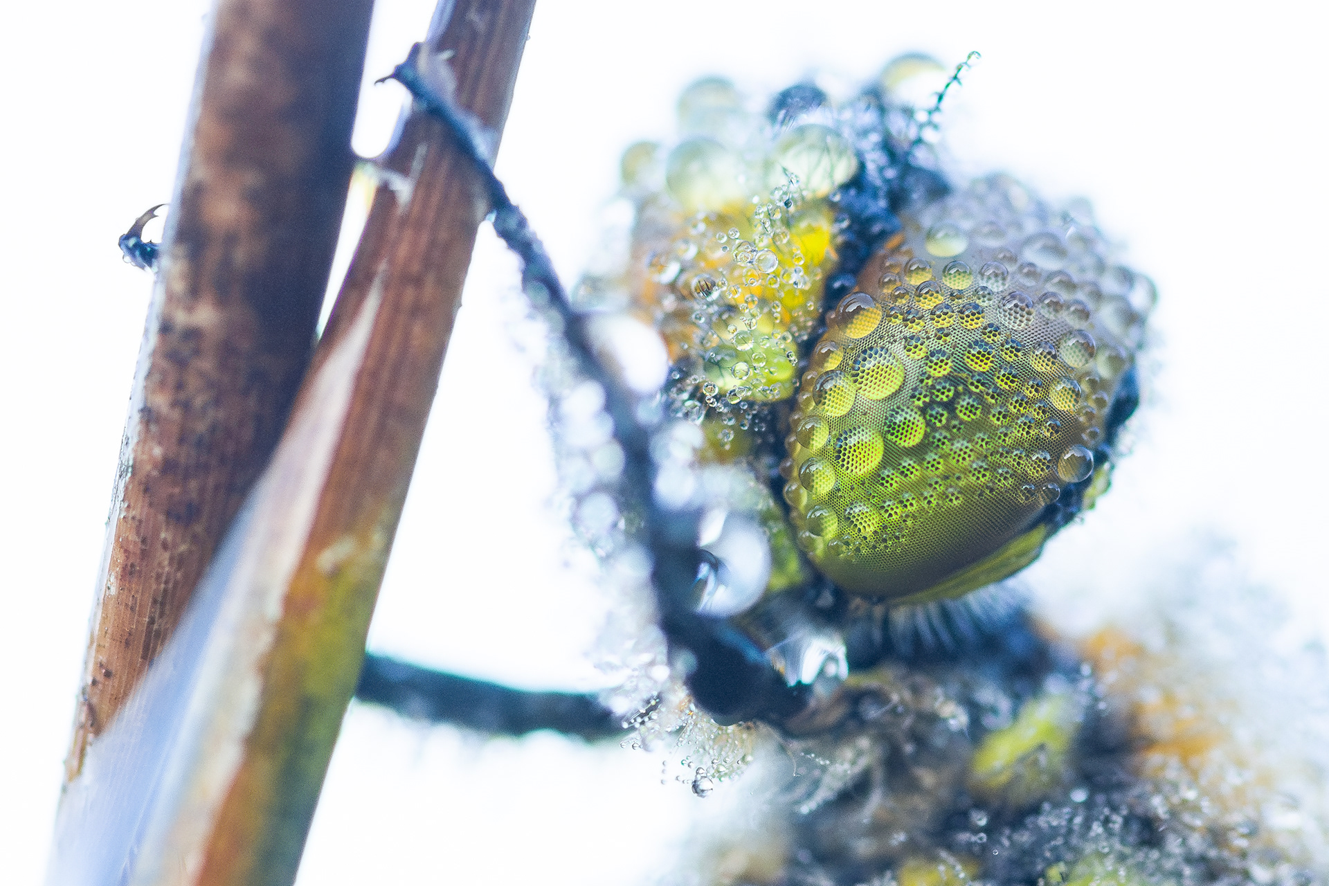 Eyes of a dragonfly - Gaume