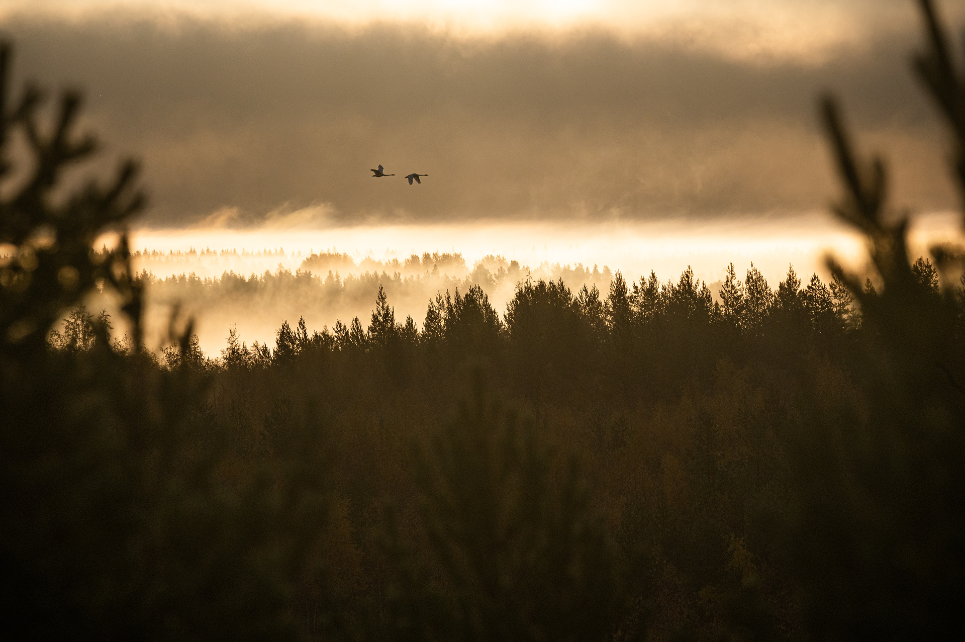 This picture summarises the ultimate nature experience for me. Waking up because of the rising sun and bird sounds!