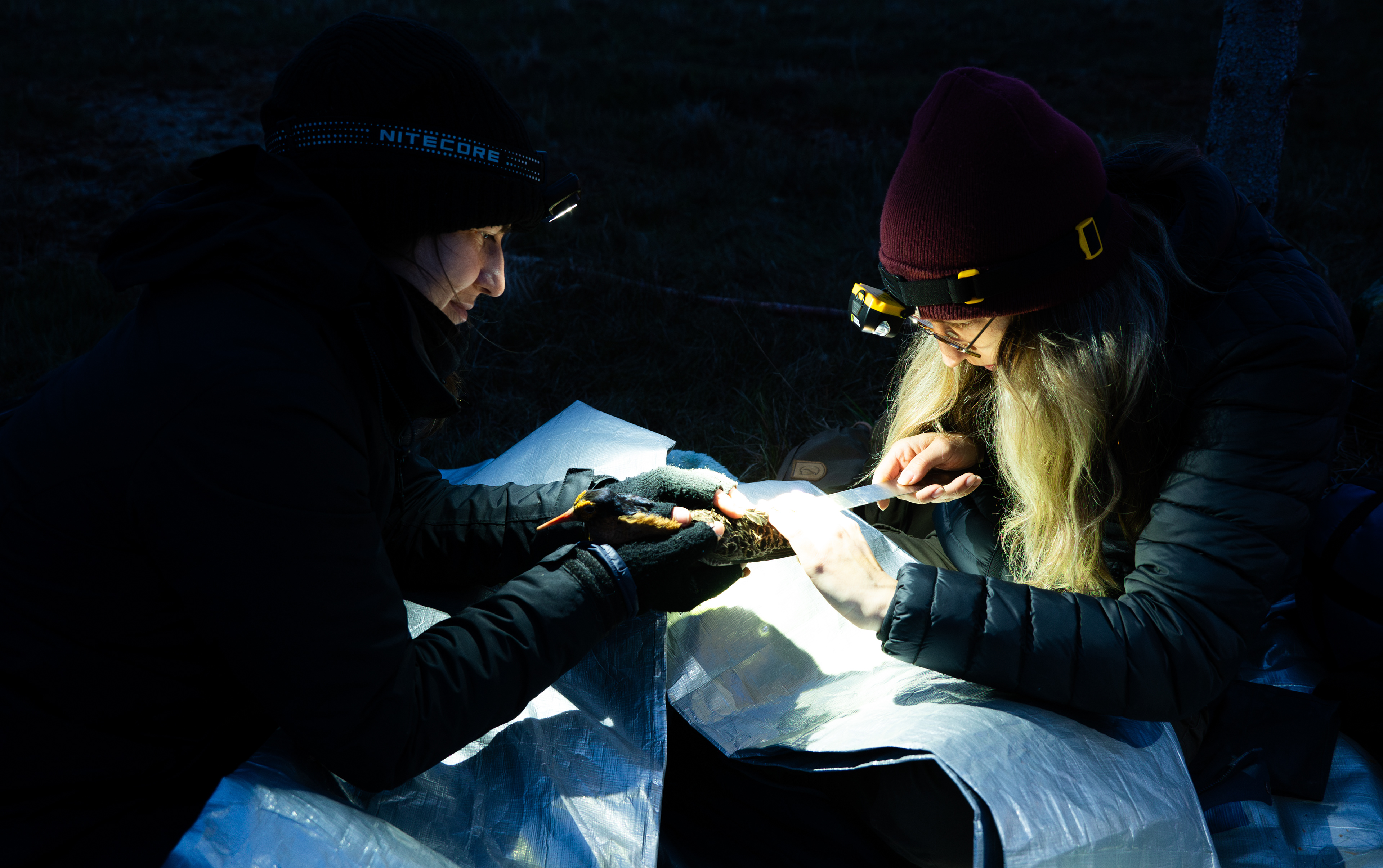 When the males are captured, we take various measurements and a blood sample for DNA analysis. The birds are also fitted with radio tags so we can track their movements.