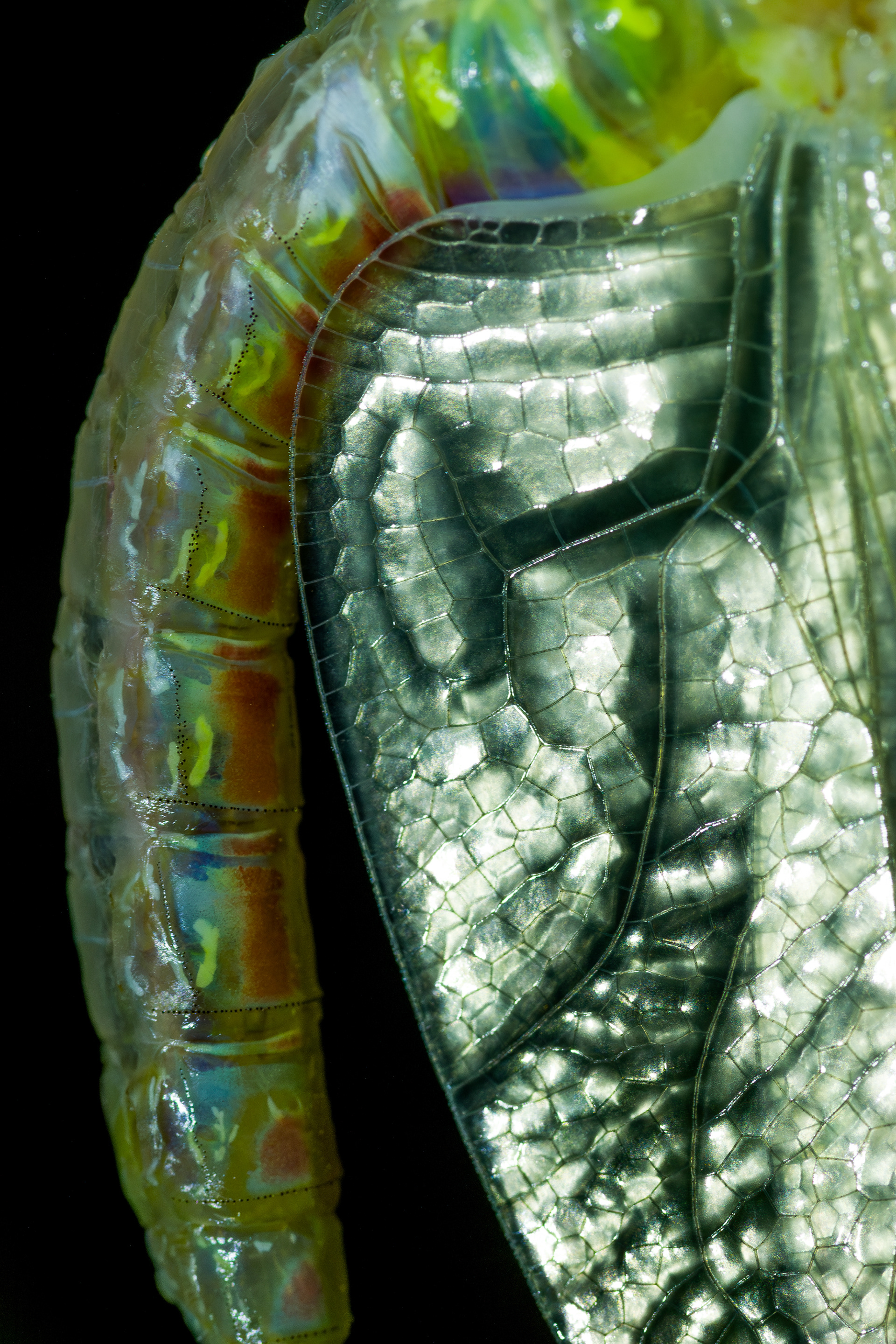 Emerging vagrant emperor II - Antwerpen