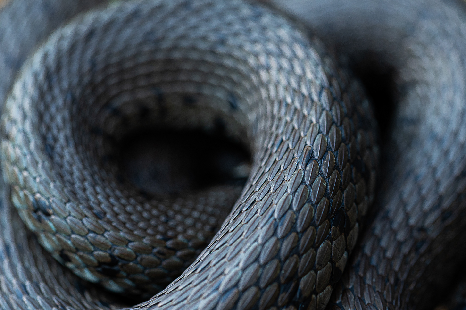 Snake detail - Gaume