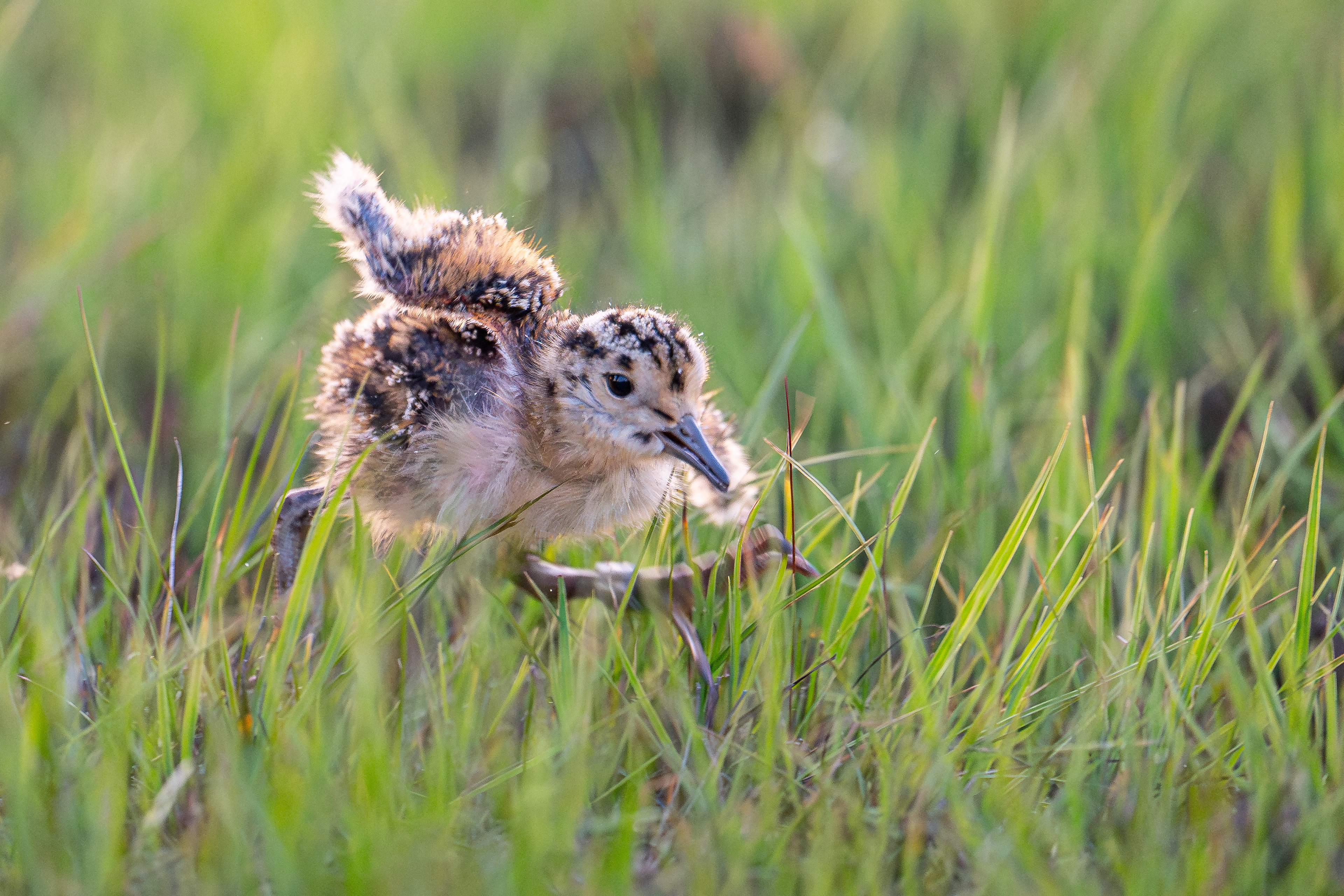 An older ringed chick exploring the grassland further after release (under the watchful eye of the mother)