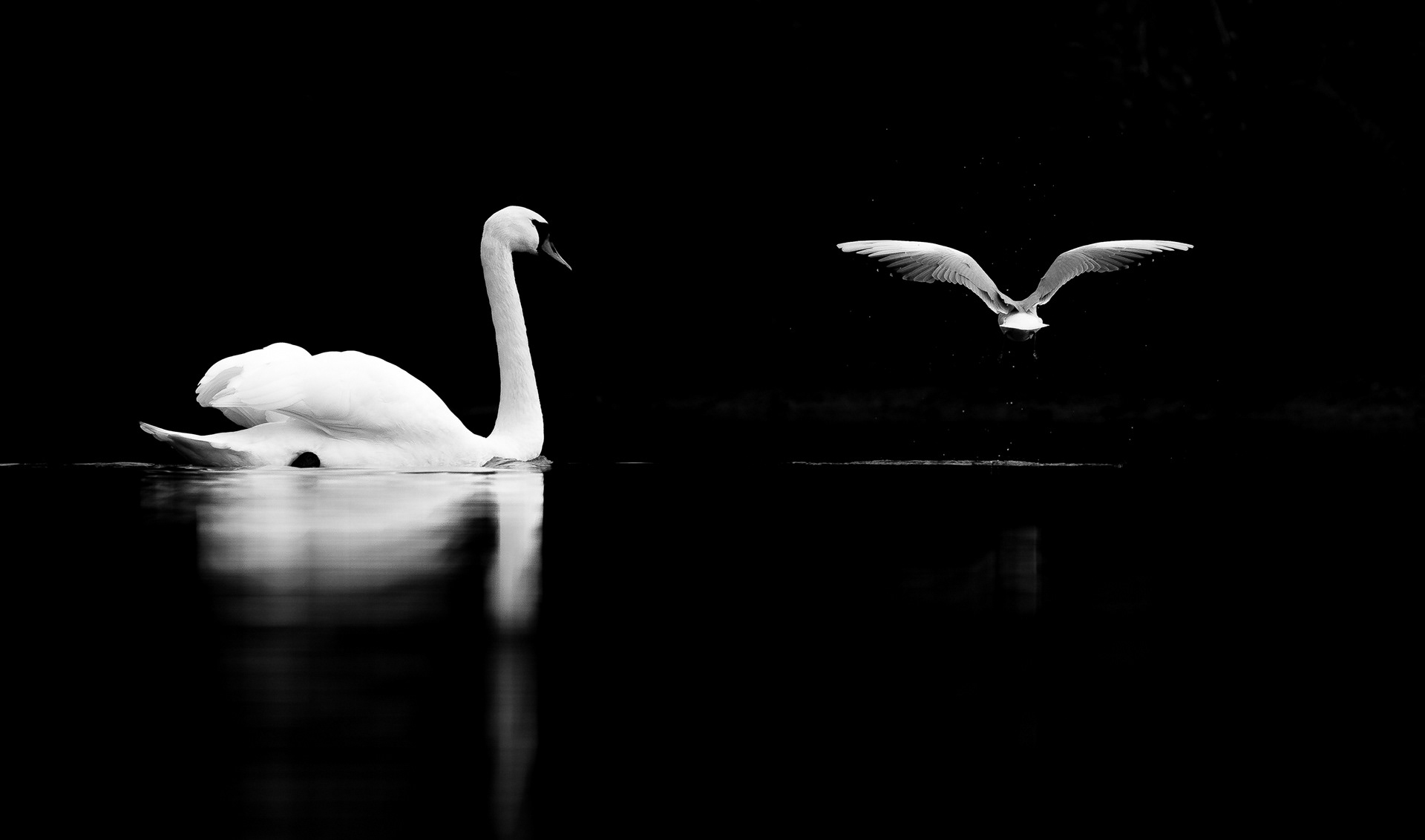 Mute swan II