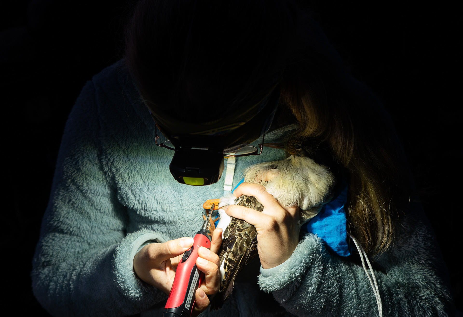Adult ruff ringing by Jelena Belojevic - Oulu University - Finland