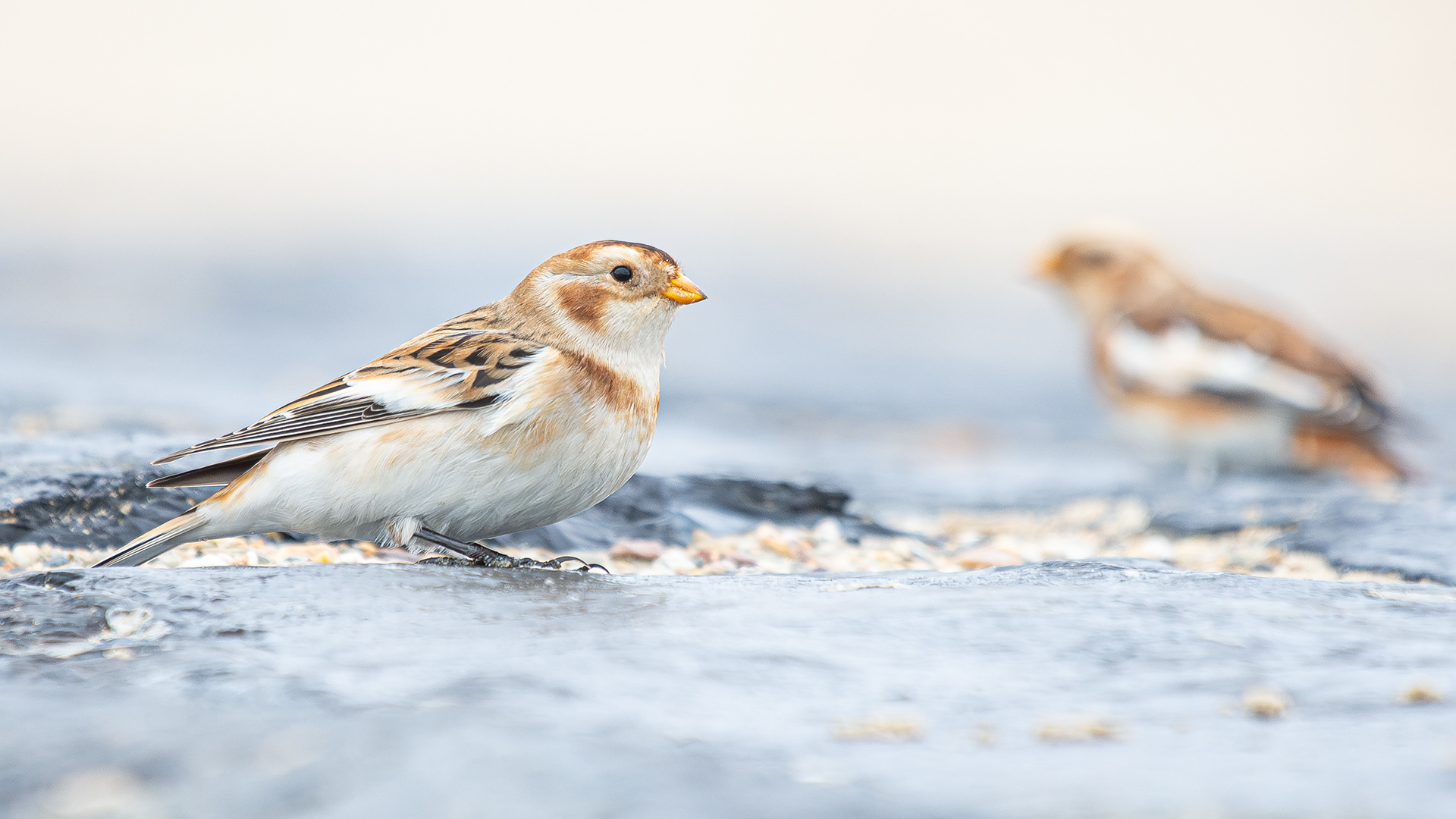 Snow bunting - Blankenberge