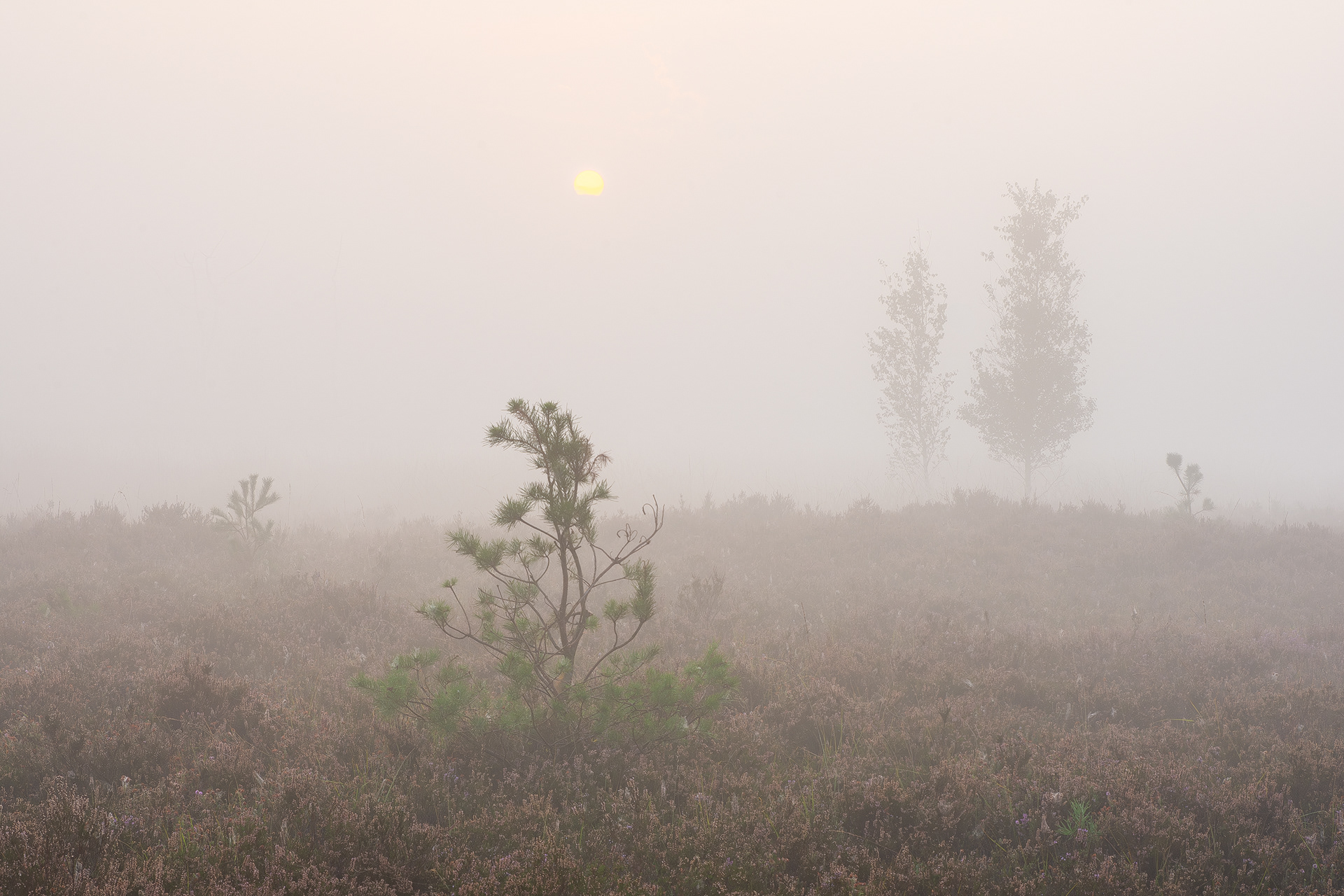 Autumn morning I - Kalmthoutse Heide