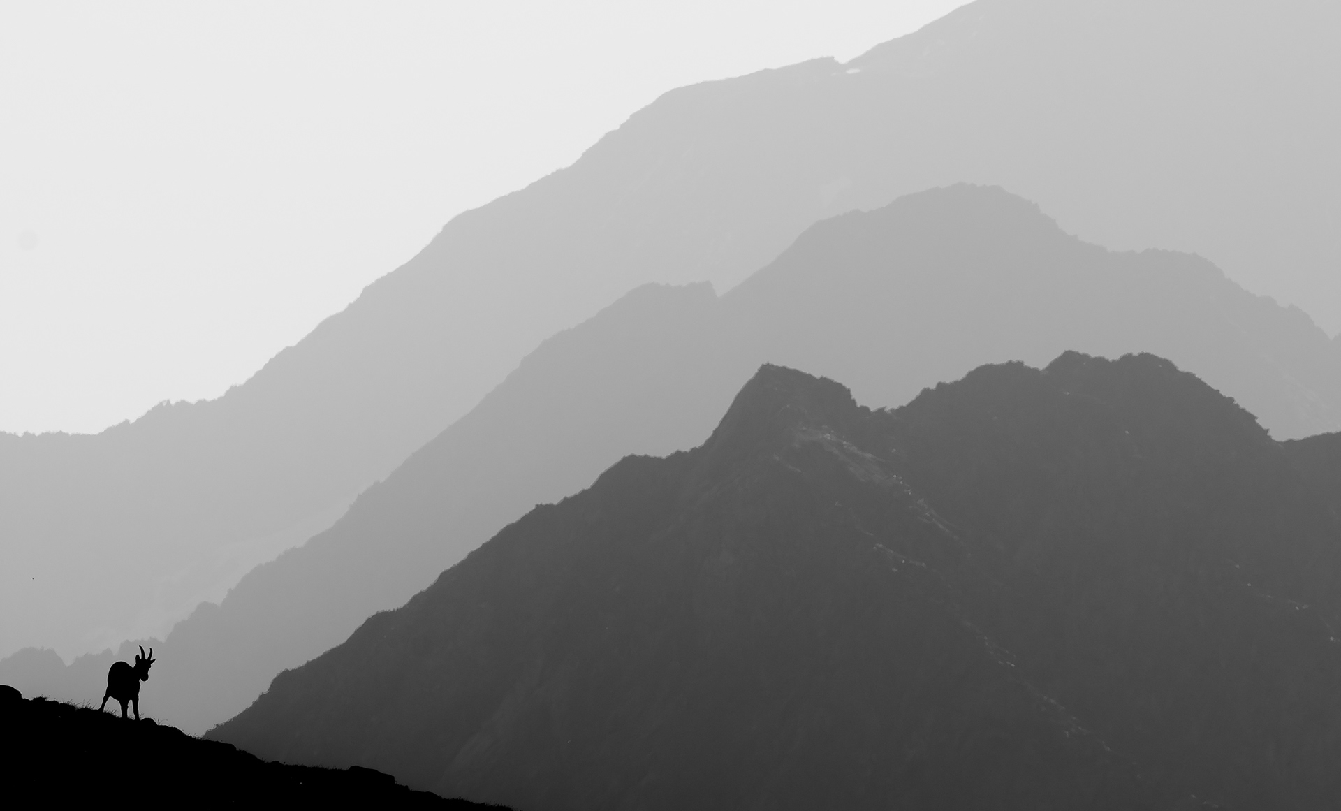 Ibex
