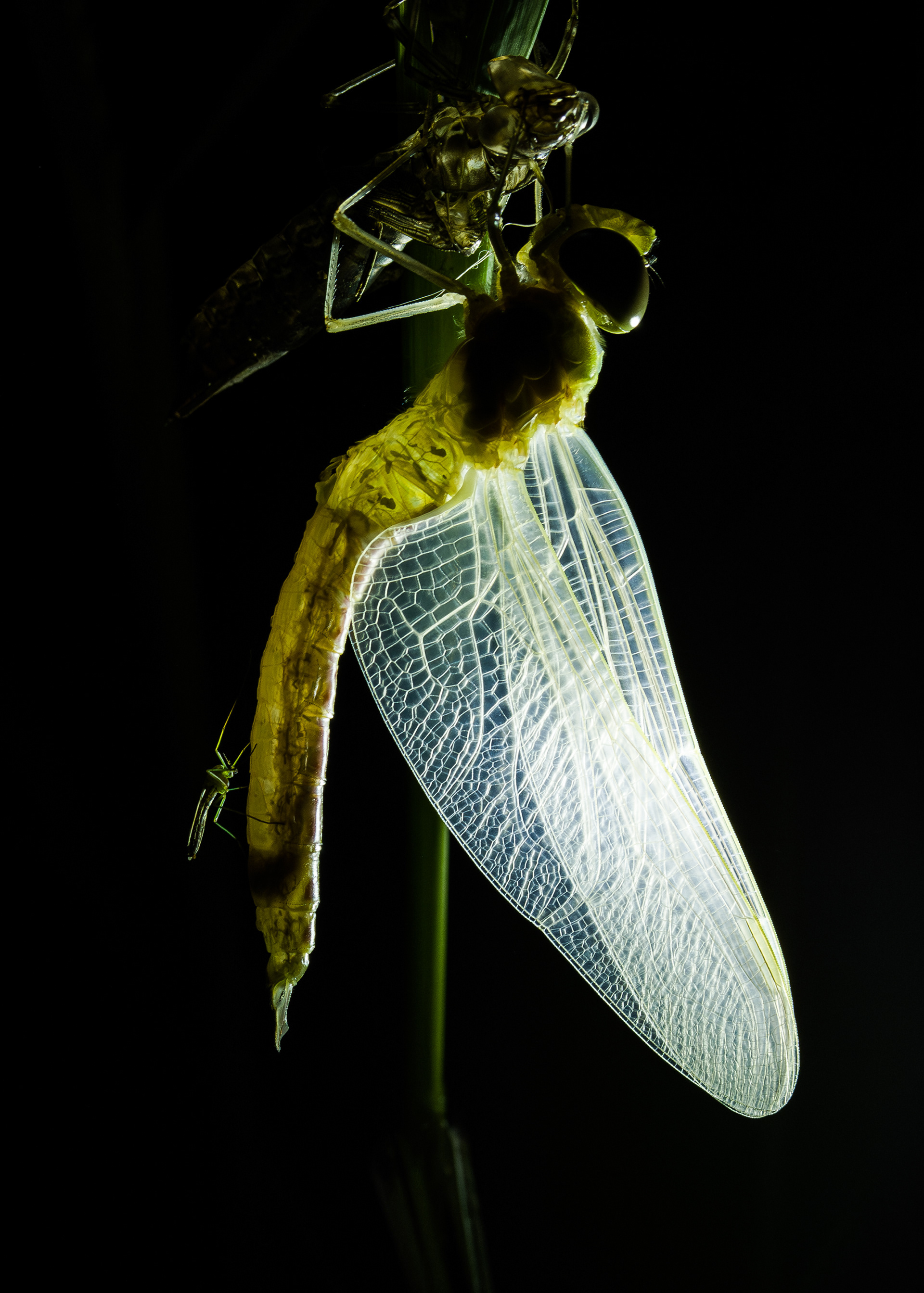Emerging vagrant emperor I - Antwerpen