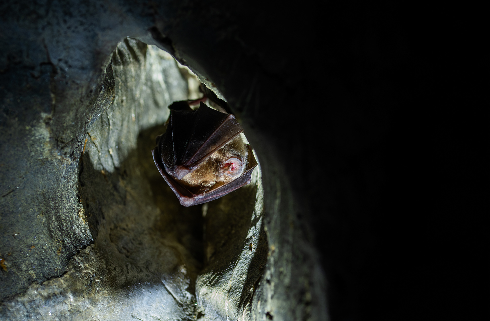 Greater Horseshoe bat - Ourthe Valley