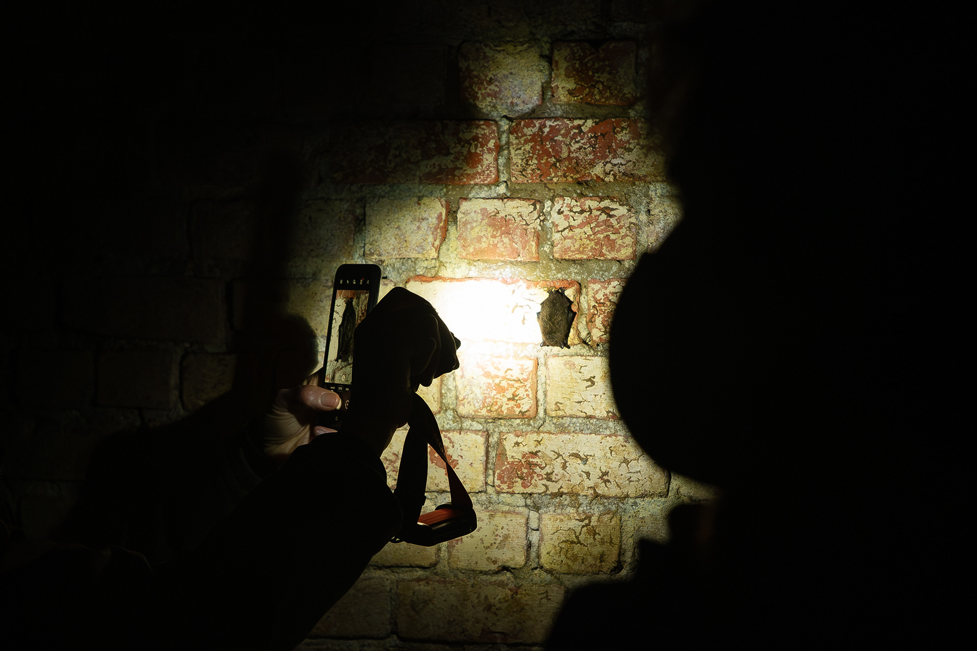 Inventory of hibernating bats I - Belgium