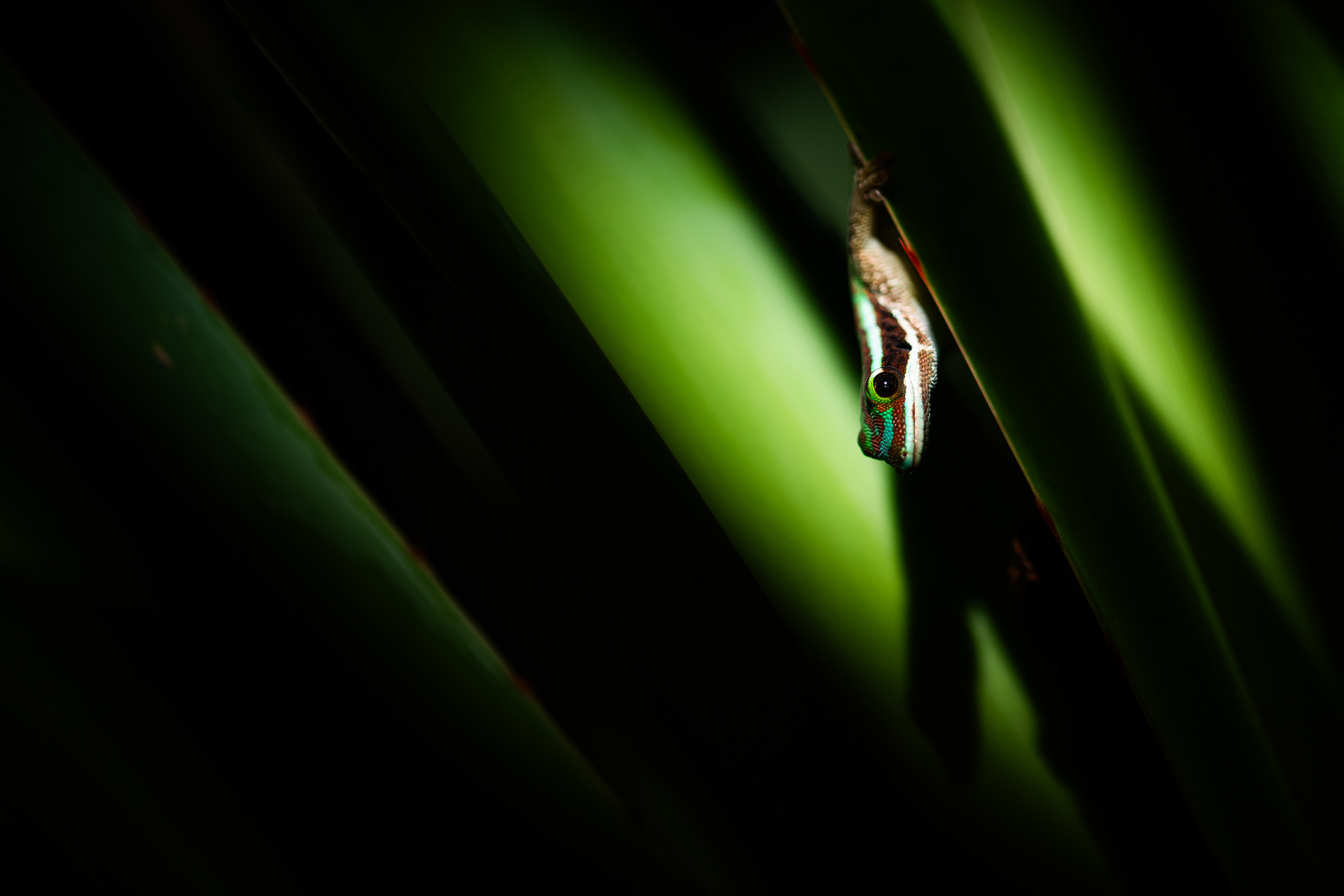 Réunion (Manapany) Island ornate day gecko