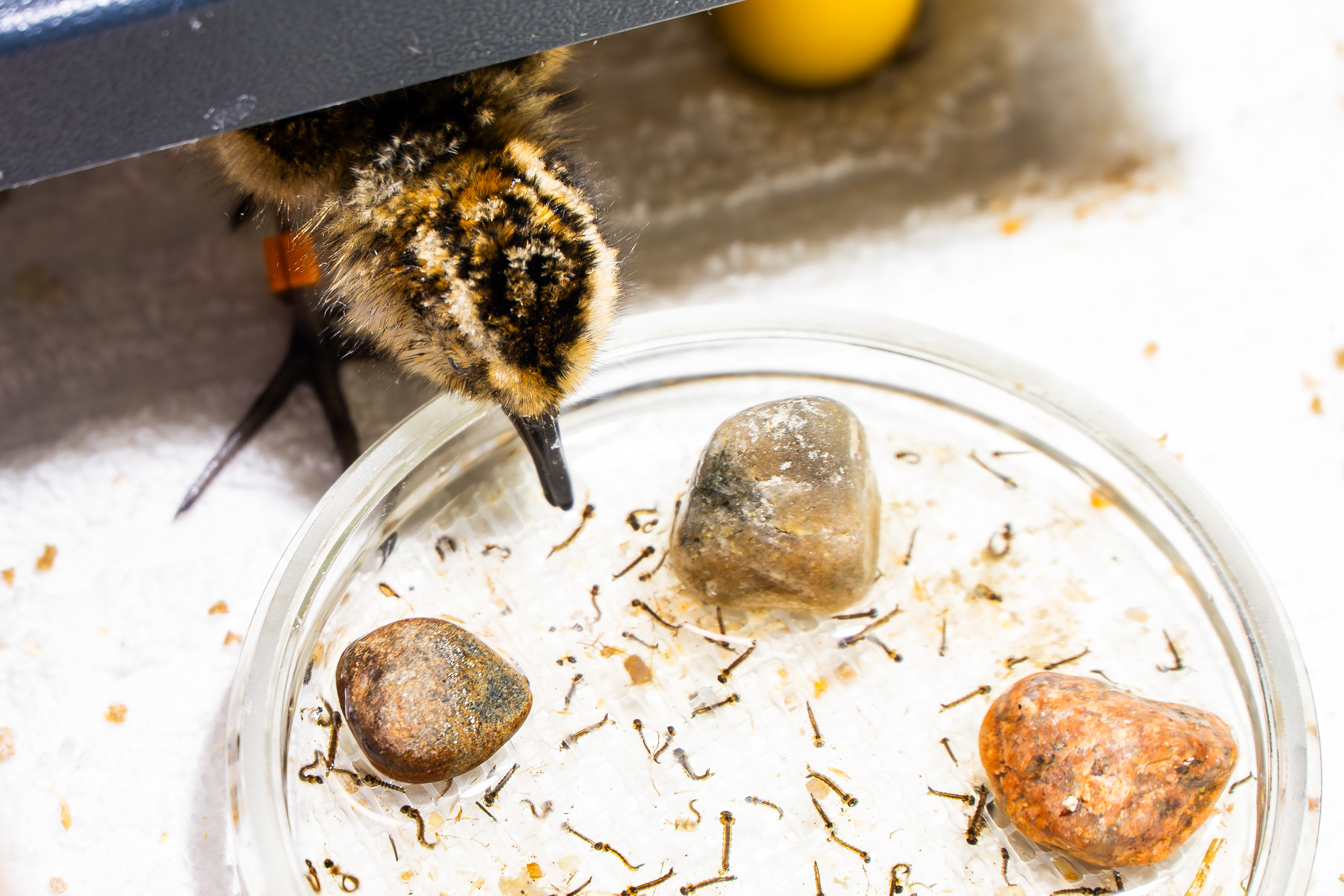 Hmmmm! Mosquito larvae!