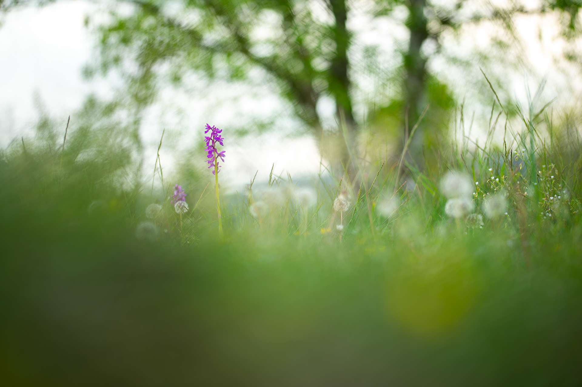 Early spring orchis in its habitat - Virion