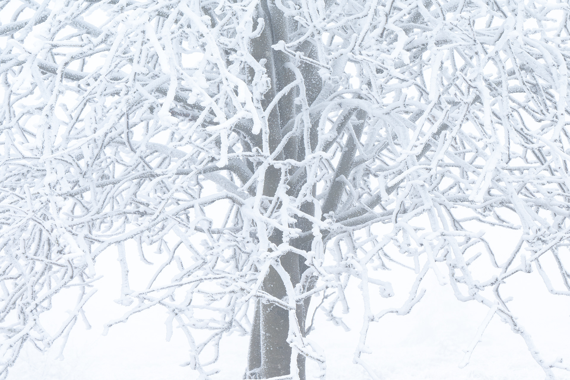 Winter IV - High Fens