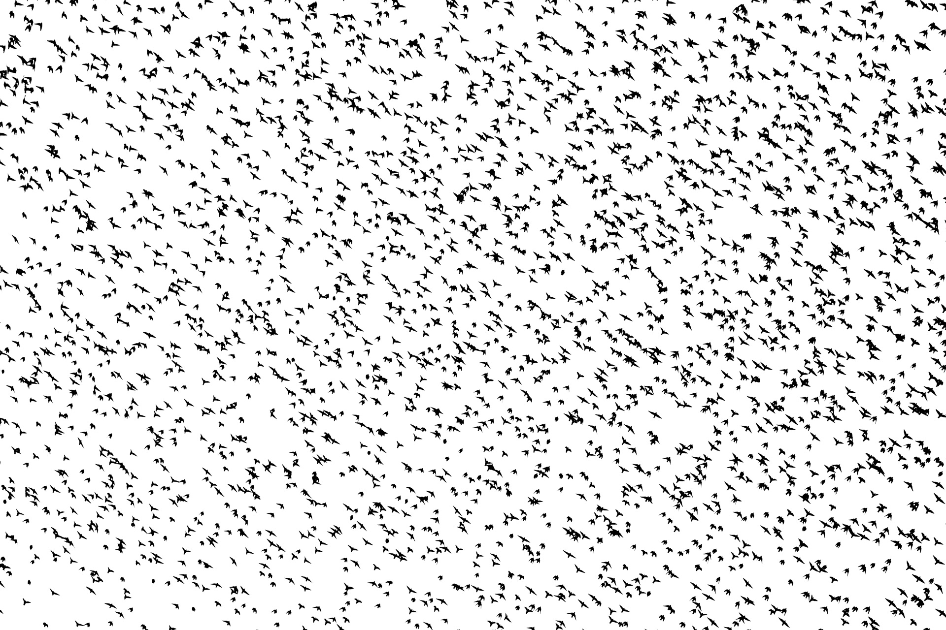 Dance of the starlings VI
