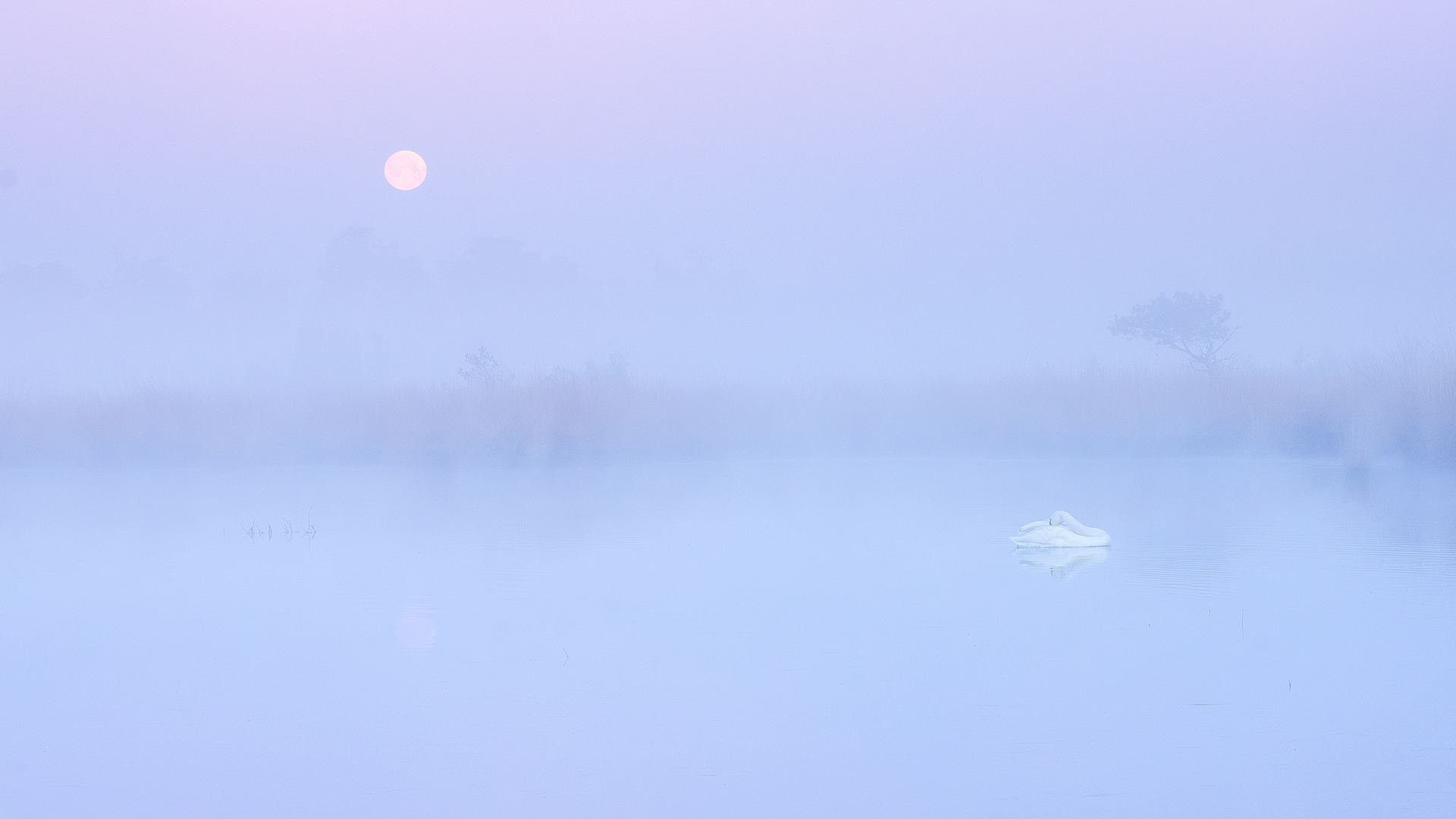 Peaceful morning - Kalmthoutse Heide