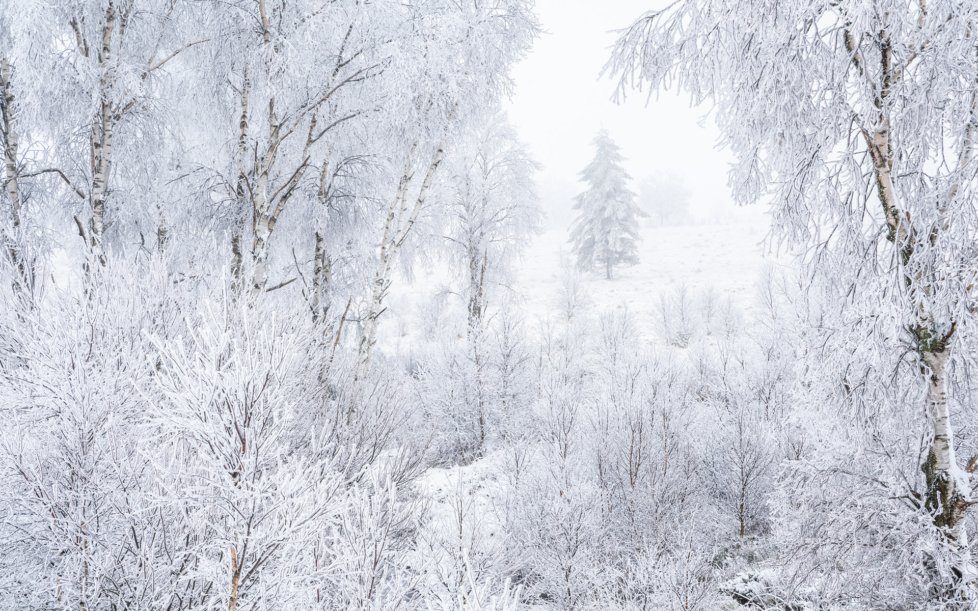 Winter III - High Fens
