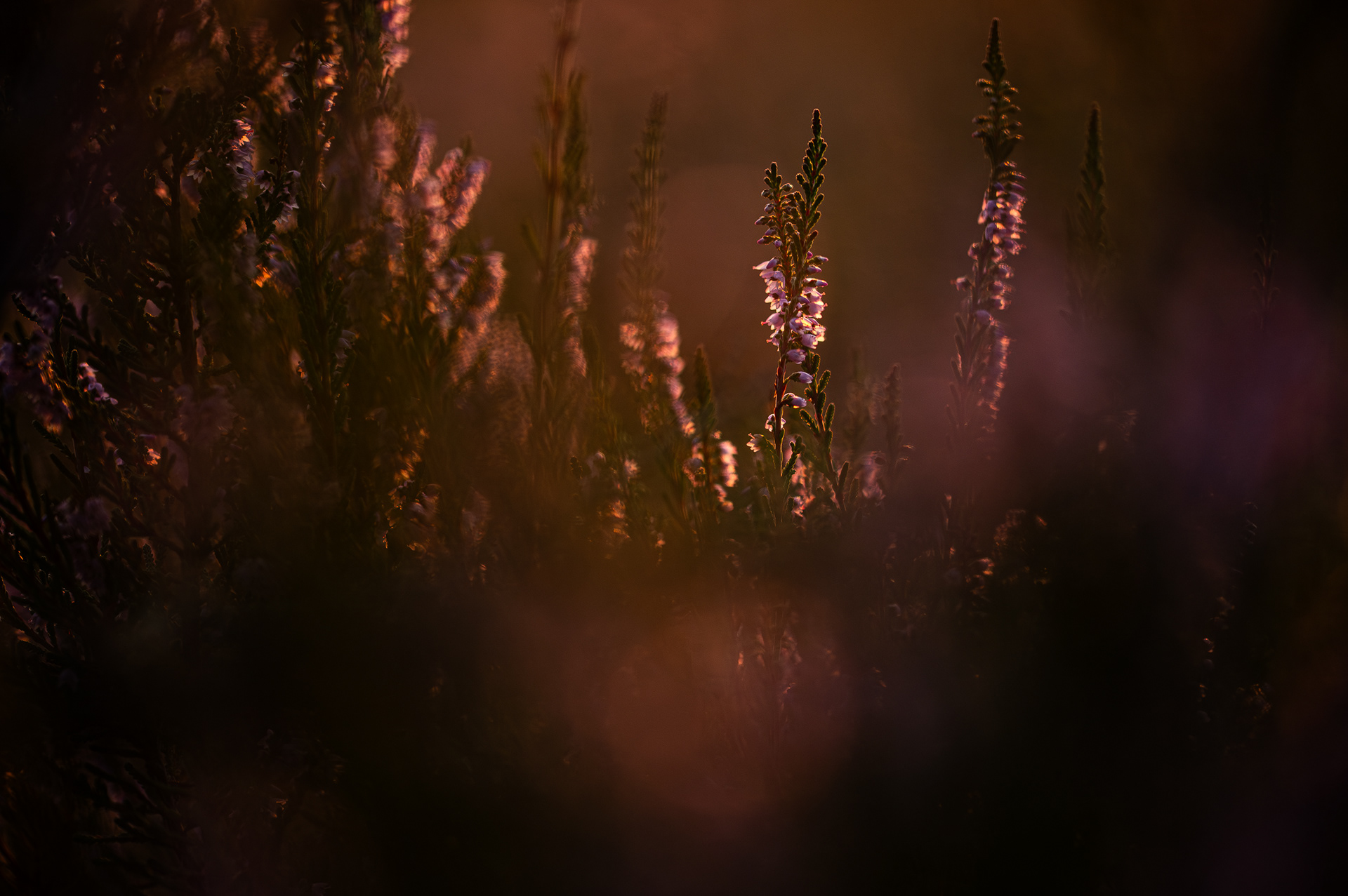 Purple rain I - Kalmthoutse Heide