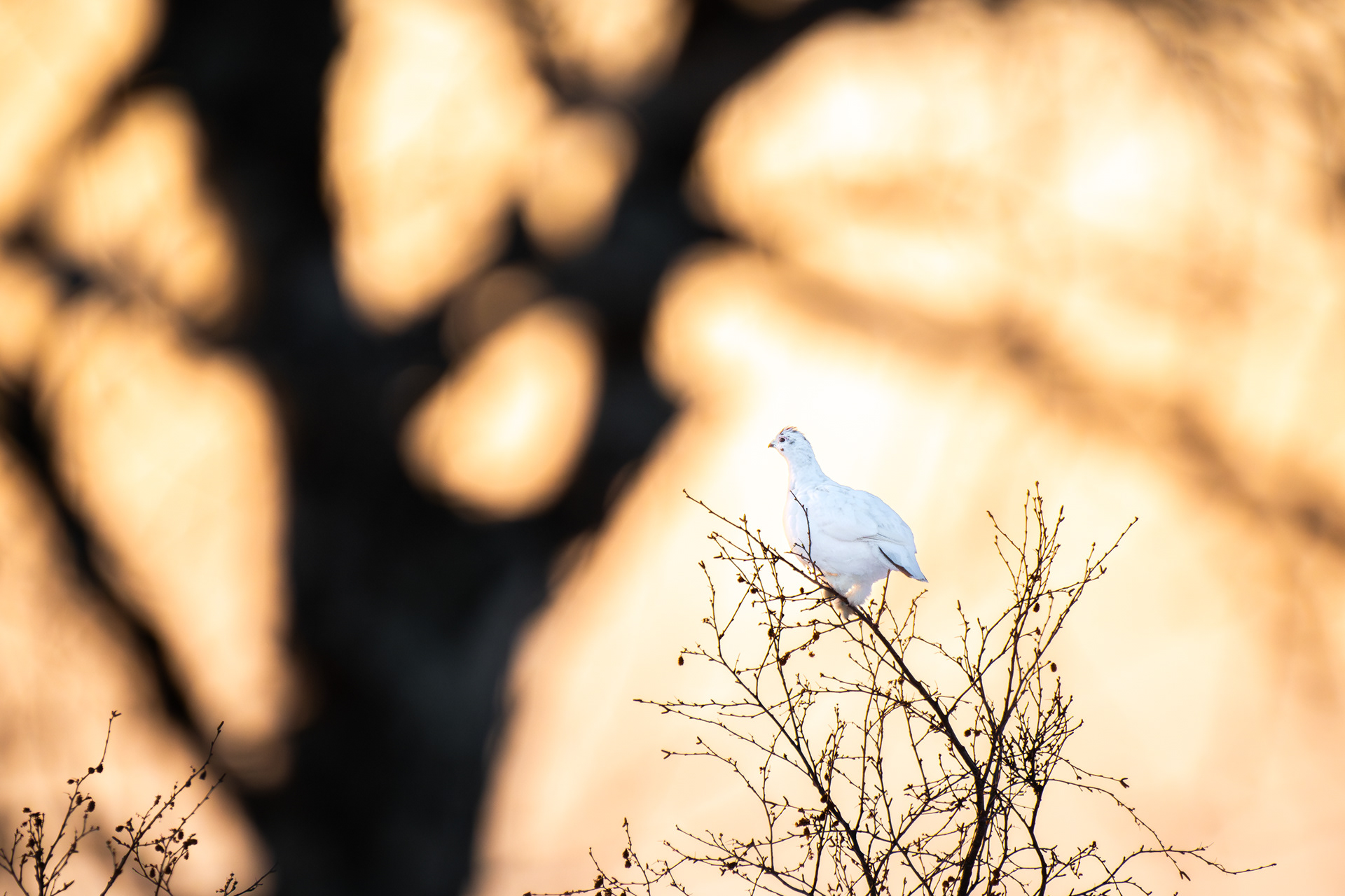 Willow grouse II