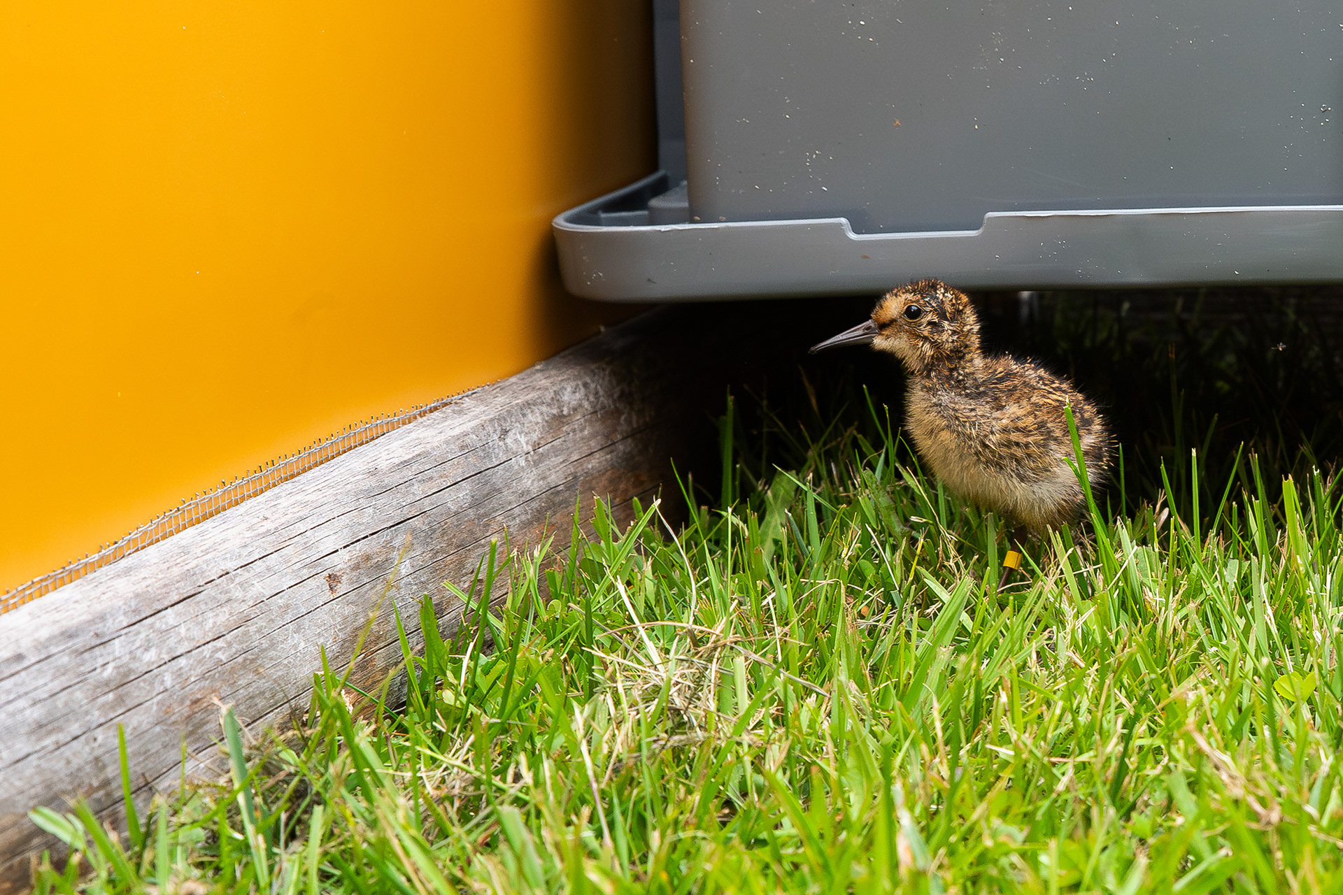 2-week old dunlin chick - Oulu University - Finland