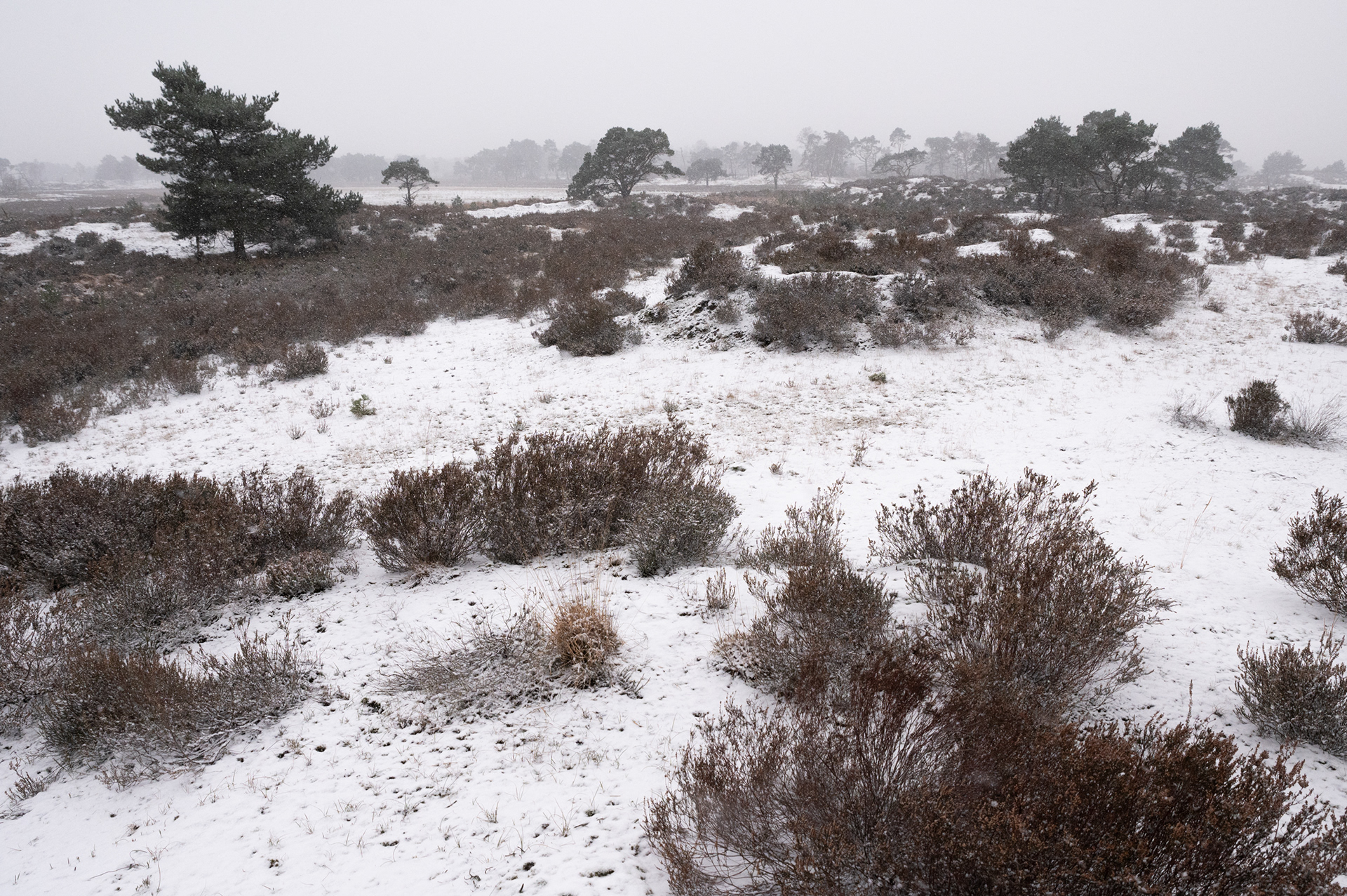 Snow! - Kalmthoutse Heide