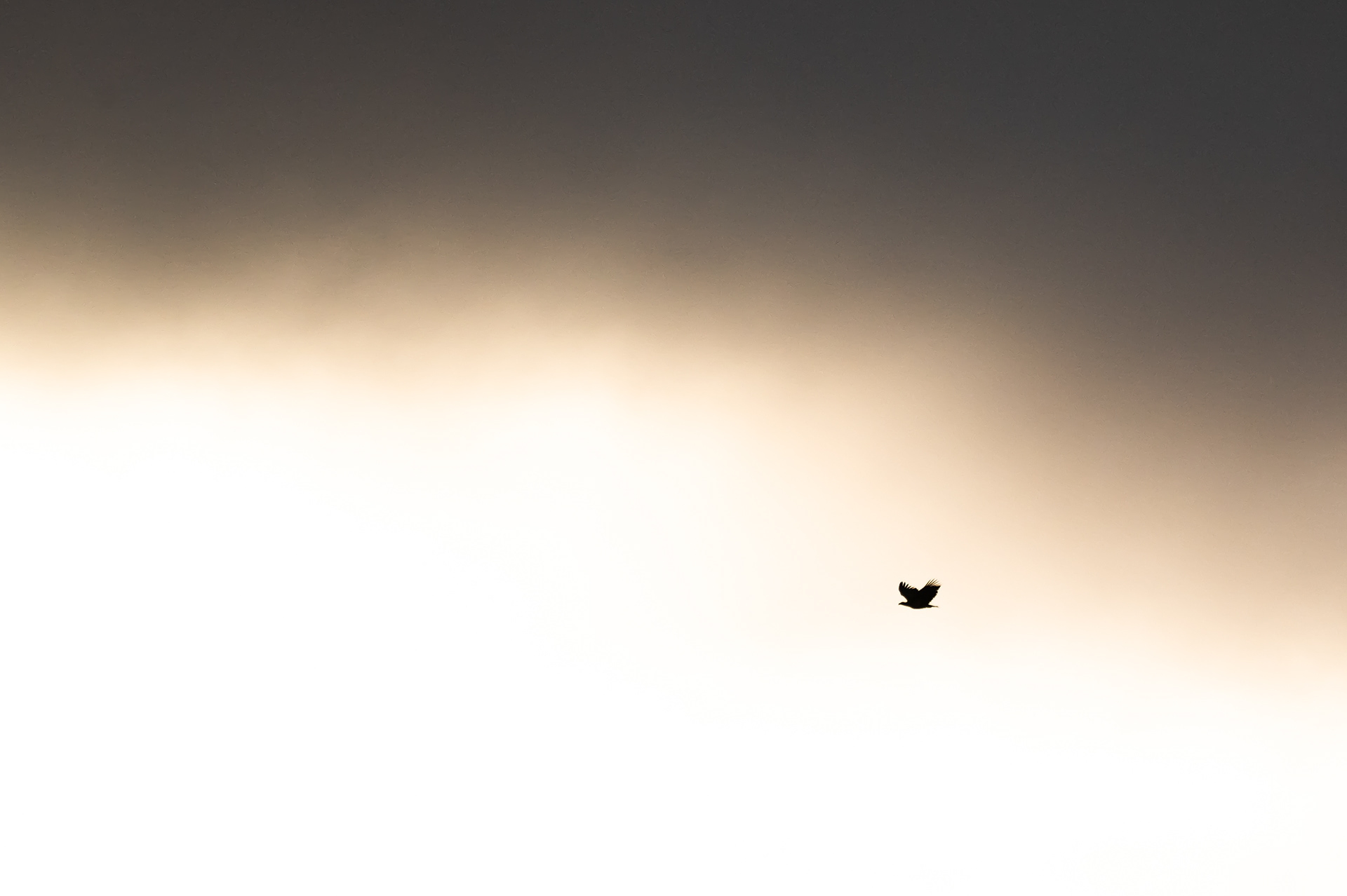 The menacing silhouette of the white-tailed eagle