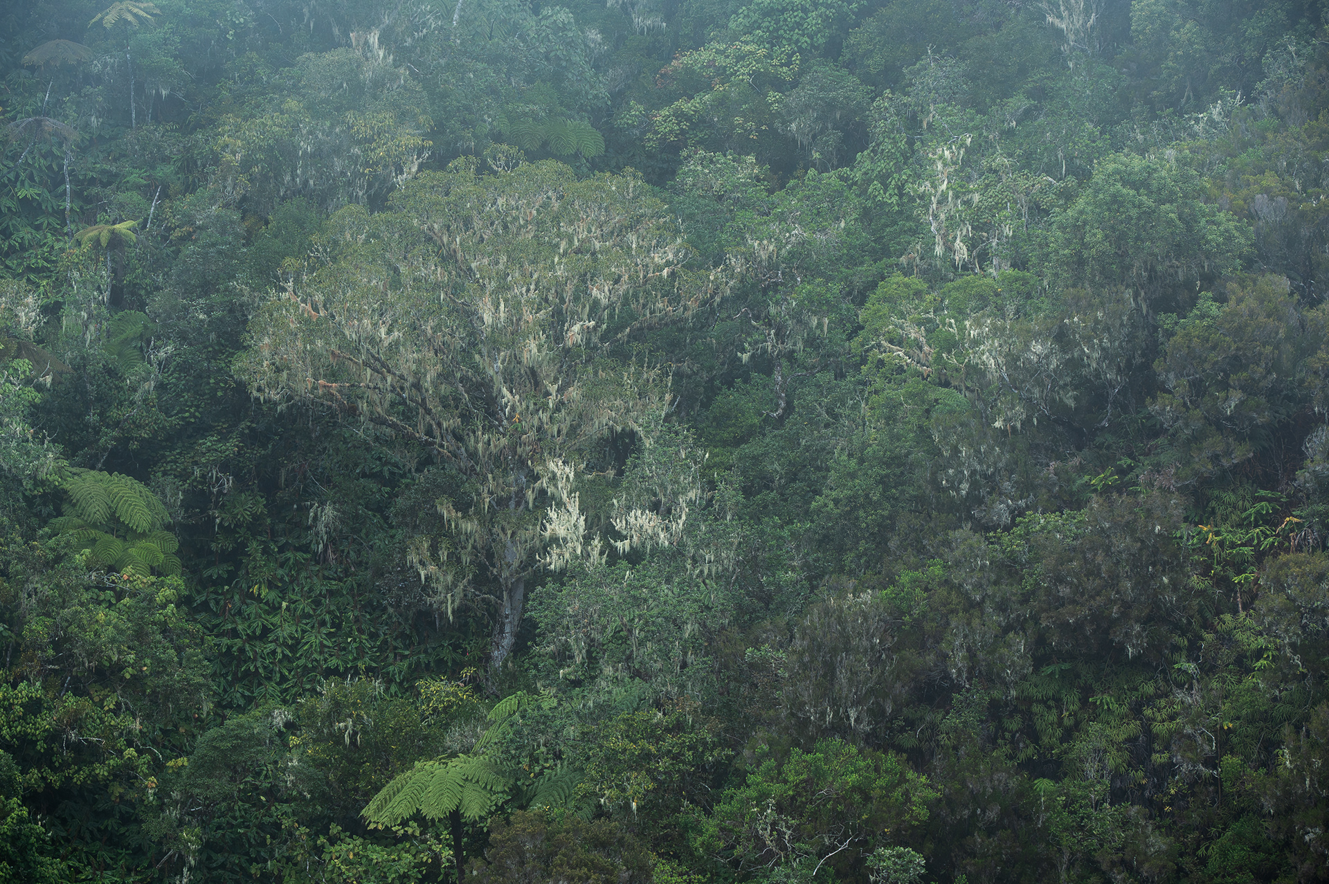 Slopes of Roche Ecrite