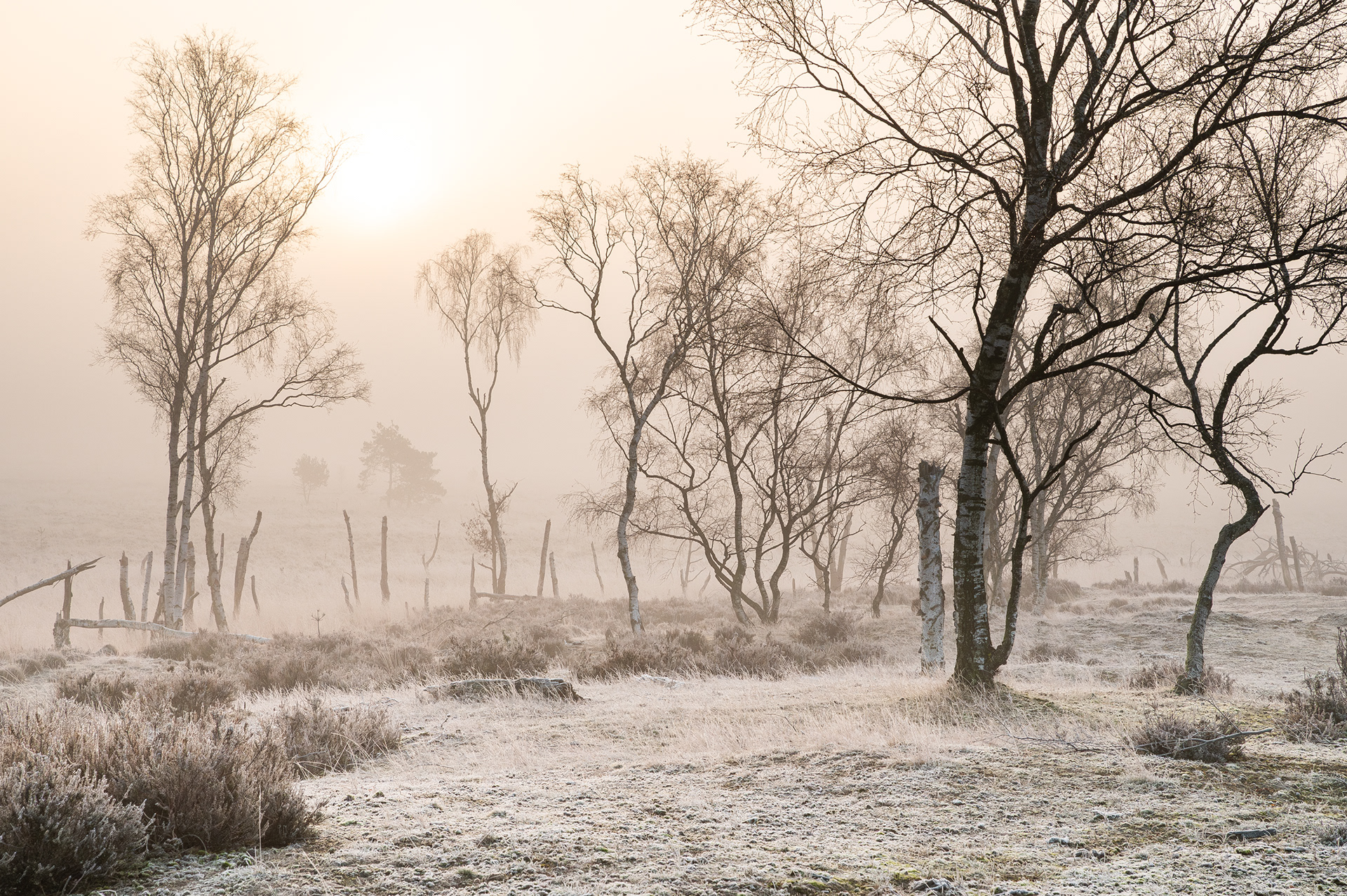 Autumn morning II - Kalmthoutse Heide