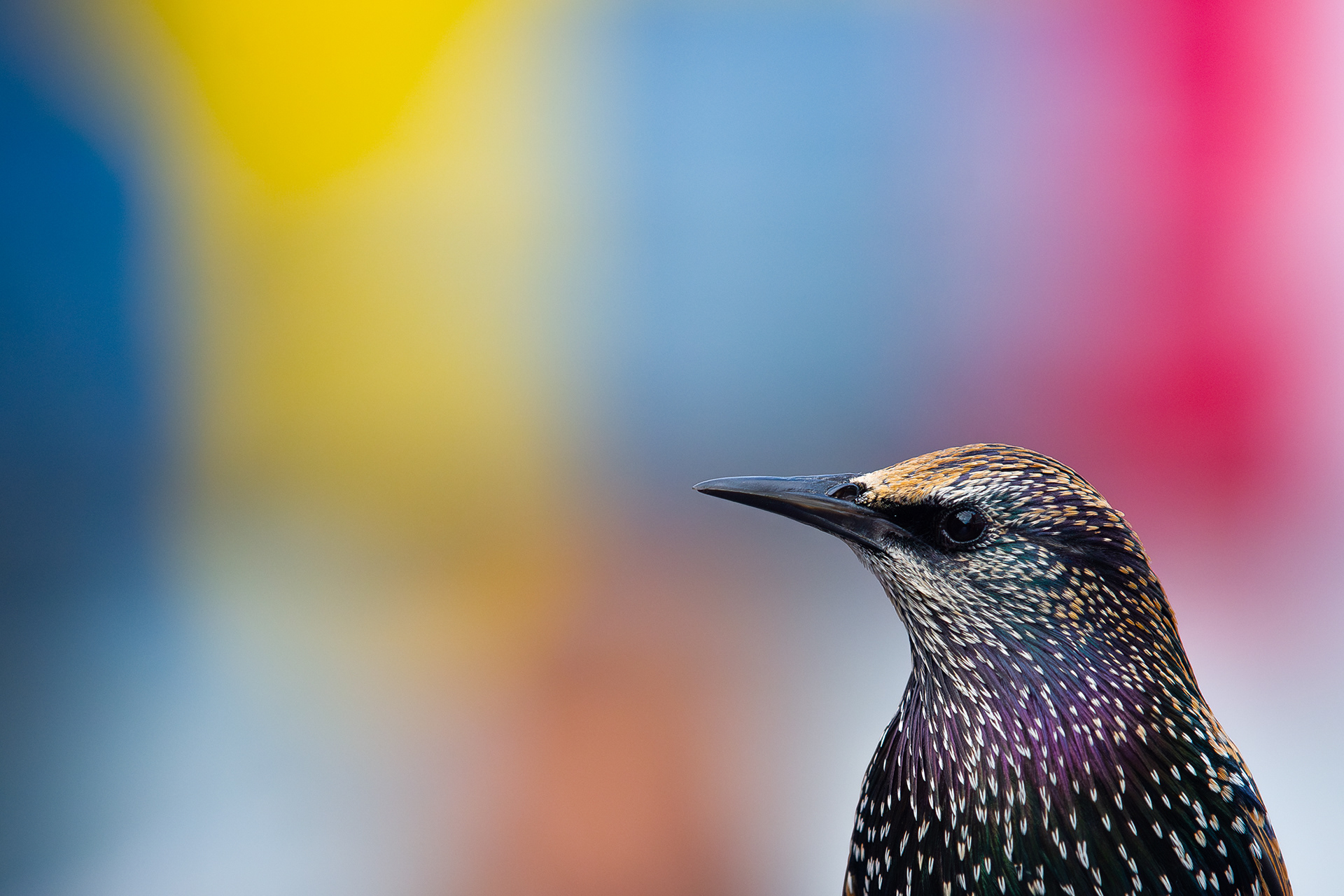 City starling IX