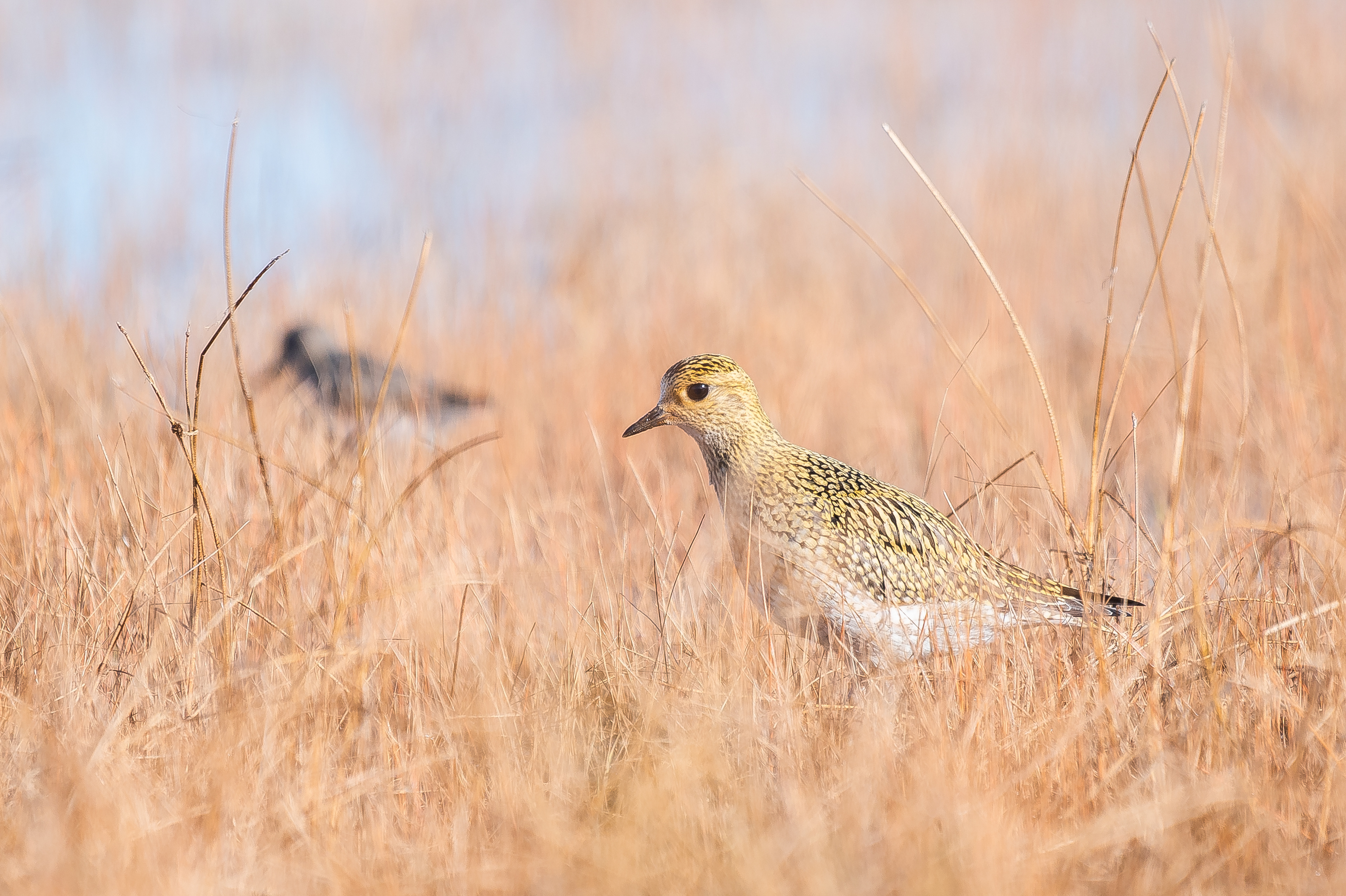 A golden plover in winter plumage. The orgin of the name is clear, I guess?