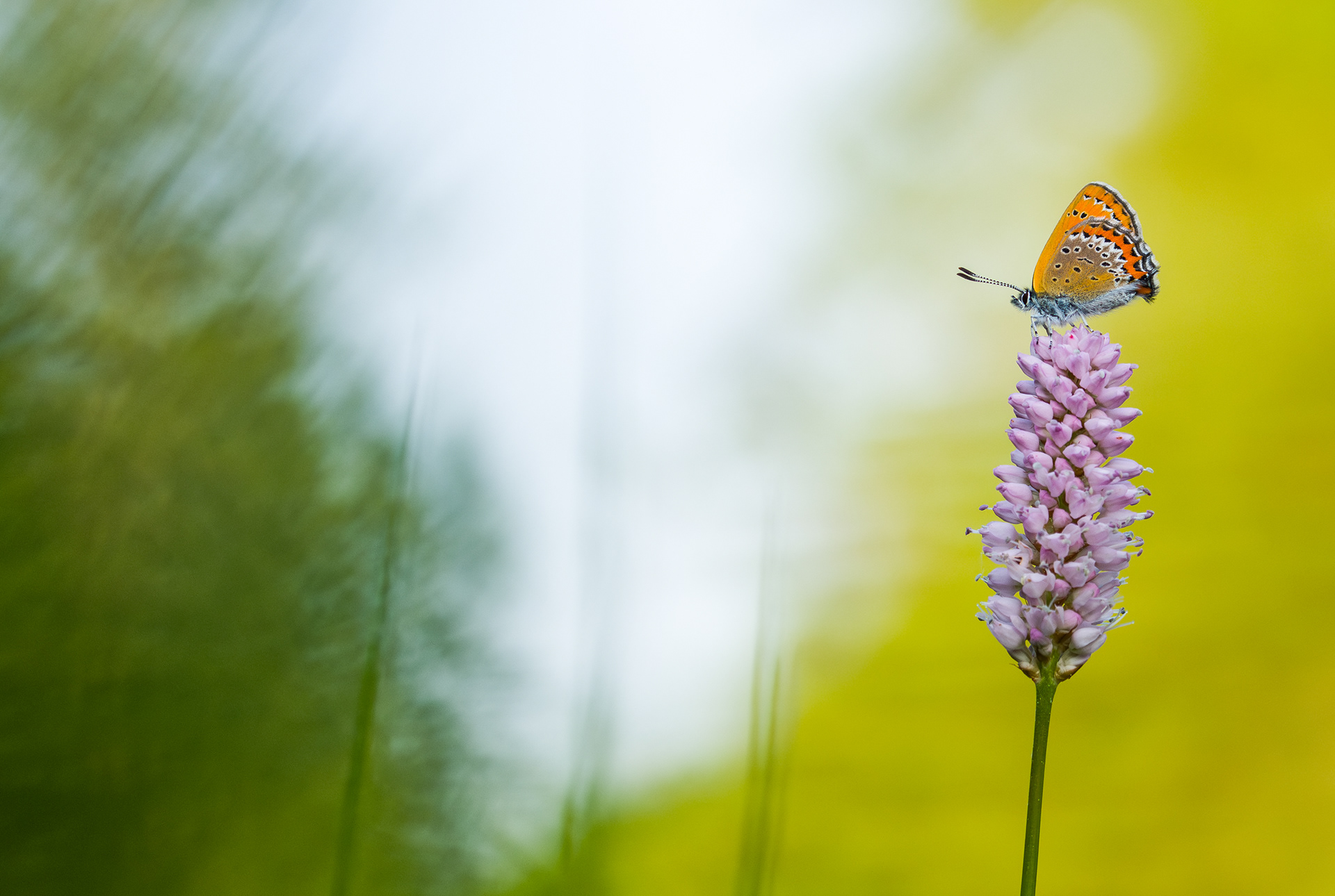 Violet copper - Gaume
