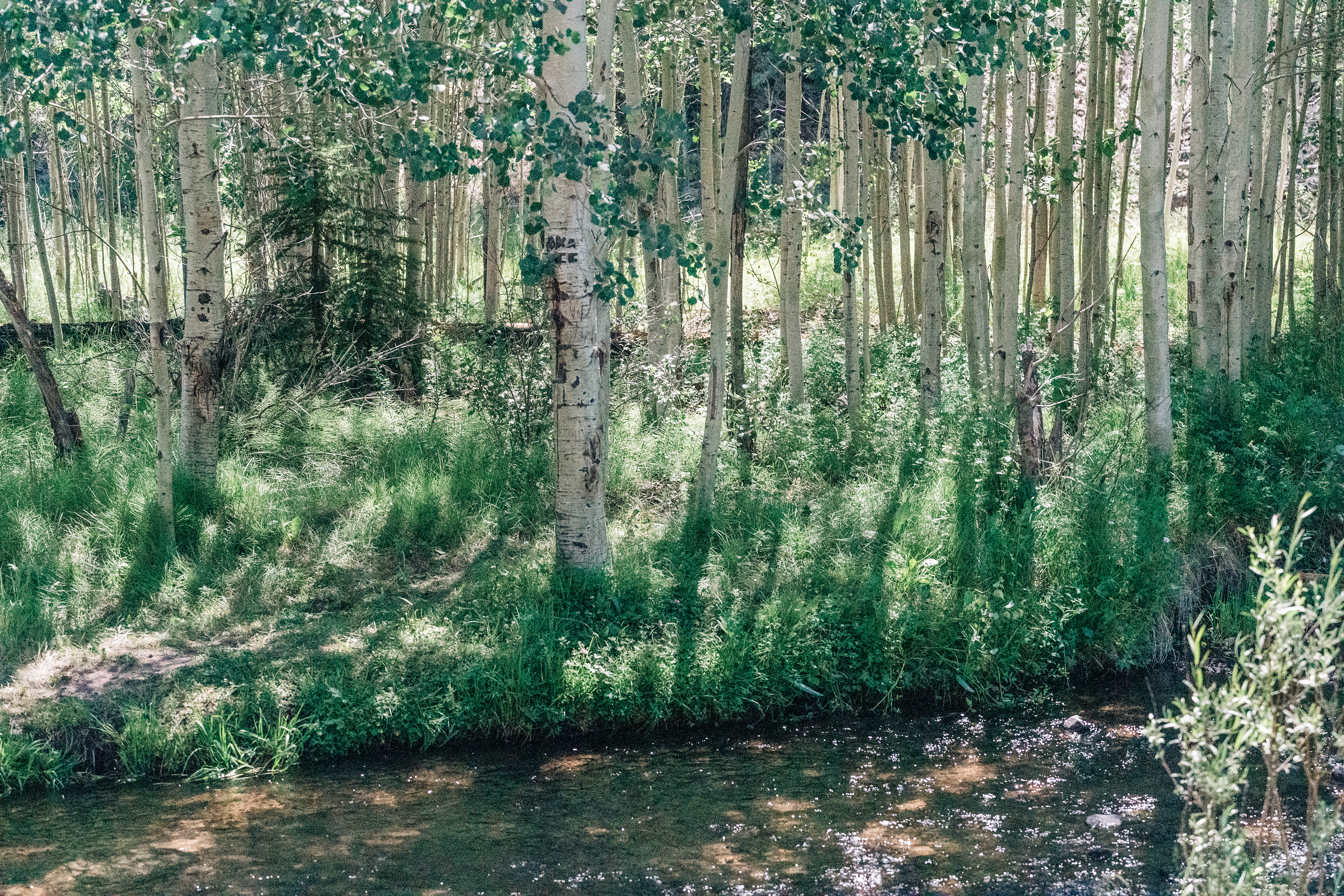 White Mountains, Greer, Arizona, Aspens by the river