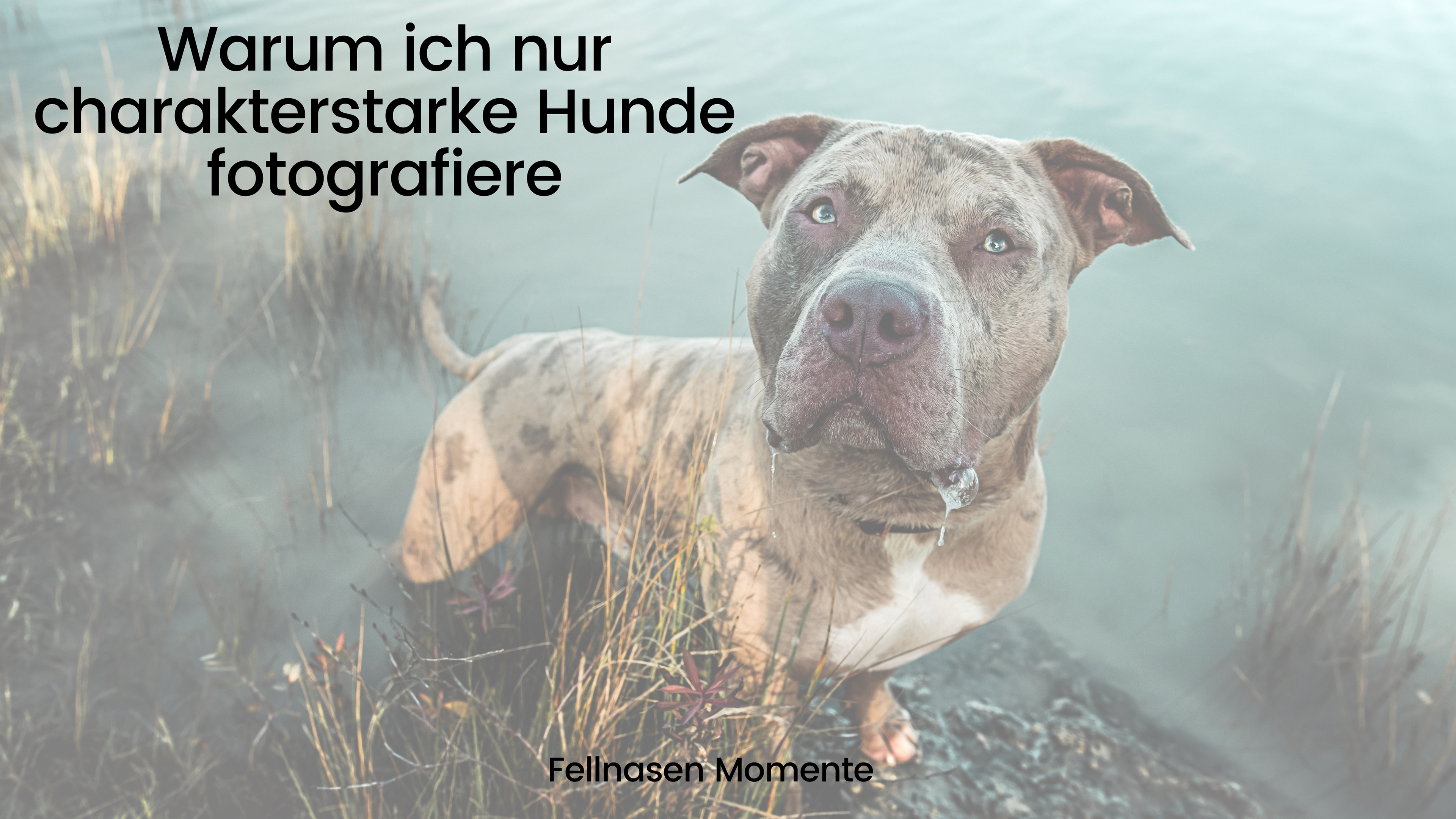 Warum ich nur charakterstarke Hunde fotografiere  Wenn du einen Hund hast, der besonders eigenwillig ist, der vielleicht nicht auf Kommando stillsitzt oder einfach seinen ganz eigenen Kopf hat, dann kann ich das so gut verstehen! Ich habe mich darauf spezialisiert, Hunde zu fotografieren, die ihren Charakter offen zeigen – und genau das macht meine Arbeit so besonders.  Für viele Hundehalter ist der Gedanke an ein Fotoshooting mit ihrem Hund beängstigend. Was, wenn er nicht stillhält? Was, wenn er sich nicht in Szene setzen lässt? Was, wenn er vor fremden Menschen oder in ungewohnten Situationen unsicher ist? Diese Sorgen kenne ich – und ich möchte sie dir nehmen.  Meine Erfahrung als Tierfotografin hat mir gezeigt, dass gerade die Hunde mit dem größten Charakter oft die schönsten, authentischsten Bilder entstehen lassen. Mir geht es nicht darum, dass dein Hund perfekt „funktioniert“. Ich möchte seinen wahren Kern einfangen: Das freche Funkeln in seinen Augen, die neugierige Schnüffelnase oder die wilde Freude, wenn er sich einfach auslebt.  Warum ich mich so gut in dich hineinversetzen kann? Weil ich selbst mit Hunden gelebt habe, die nicht dem „Schema F“ entsprechen. Da war meine Bulldogge – dickköpfig und mit einem starken Willen. Sie hat oft erst einmal alles hinterfragt, bevor sie etwas gemacht hat. Da halfen auch die besten Leckerchen nichts – sie musste überzeugt sein, dass es ihre eigene Idee war.  Dann mein Cane Corso, der nicht besonders sozial war und sich seine Menschen ganz genau ausgesucht hat. Er war kein Hund, der jedem offen entgegentrat, aber wenn er jemanden mochte, dann mit ganzer Seele. Bei ihm war es oft wie beim Club der coolen Kids – man musste sich den Platz hart verdienen.  Und schließlich meine Stafford-Hündin, die unglaublich reizoffen war. Sie hat auf jede Kleinigkeit reagiert – ein Windhauch? Spannend! Ein fallendes Blatt? Der Weltuntergang! Es brauchte viel Geduld und Verständnis, um ihr die nötige Sicherheit zu geben.  Gerade Listenhunde liegen mir besonders am Herzen. Ich habe selbst erlebt, wie viele Vorurteile ihnen entgegengebracht werden – Vorurteile, die oft völlig unbegründet sind. Diese Hunde sind nicht gefährlich oder unberechenbar, sondern unglaublich loyal, sensibel und charakterstark. Wer einmal einen solchen Hund an seiner Seite hatte, weiß, wie tief die Bindung sein kann. Deshalb ist es mir wichtig, sie in ihrer wahren Schönheit und Persönlichkeit zu zeigen – fernab von Klischees und Schubladendenken.  Diese Erfahrungen haben mich geprägt. Ich weiß, wie es ist, wenn dein Hund nicht der ist, der sich problemlos in jede Situation fügt. Und genau deshalb kann ich dir beim Fotoshooting das Gefühl geben, verstanden zu werden. Mir ist wichtig, dass du und dein Hund euch wohlfühlt. Deshalb nehme ich mir viel Zeit, um eine entspannte Atmosphäre zu schaffen. Wir lassen alles in Ruhe angehen, ohne Druck. Dein Hund darf so sein, wie er ist – ob quirlig, schüchtern, wild oder sanft.  Denn genau darin liegt die Magie. In den Momenten, die dein Hund ganz ungestellt schenkt. Wenn er lacht, tobt oder einfach nur mit großen Augen in die Kamera schaut. Diese echten Momente halte ich fest. Für dich. Für immer.  Wenn du also denkst, dein Hund sei „zu wild“, „zu eigen“ oder „zu schüchtern“ für ein Fotoshooting – dann lass uns das Gegenteil beweisen. Ich freue mich darauf, deinen charakterstarken Hund kennenzulernen und seine Geschichte in Bildern zu erzählen!