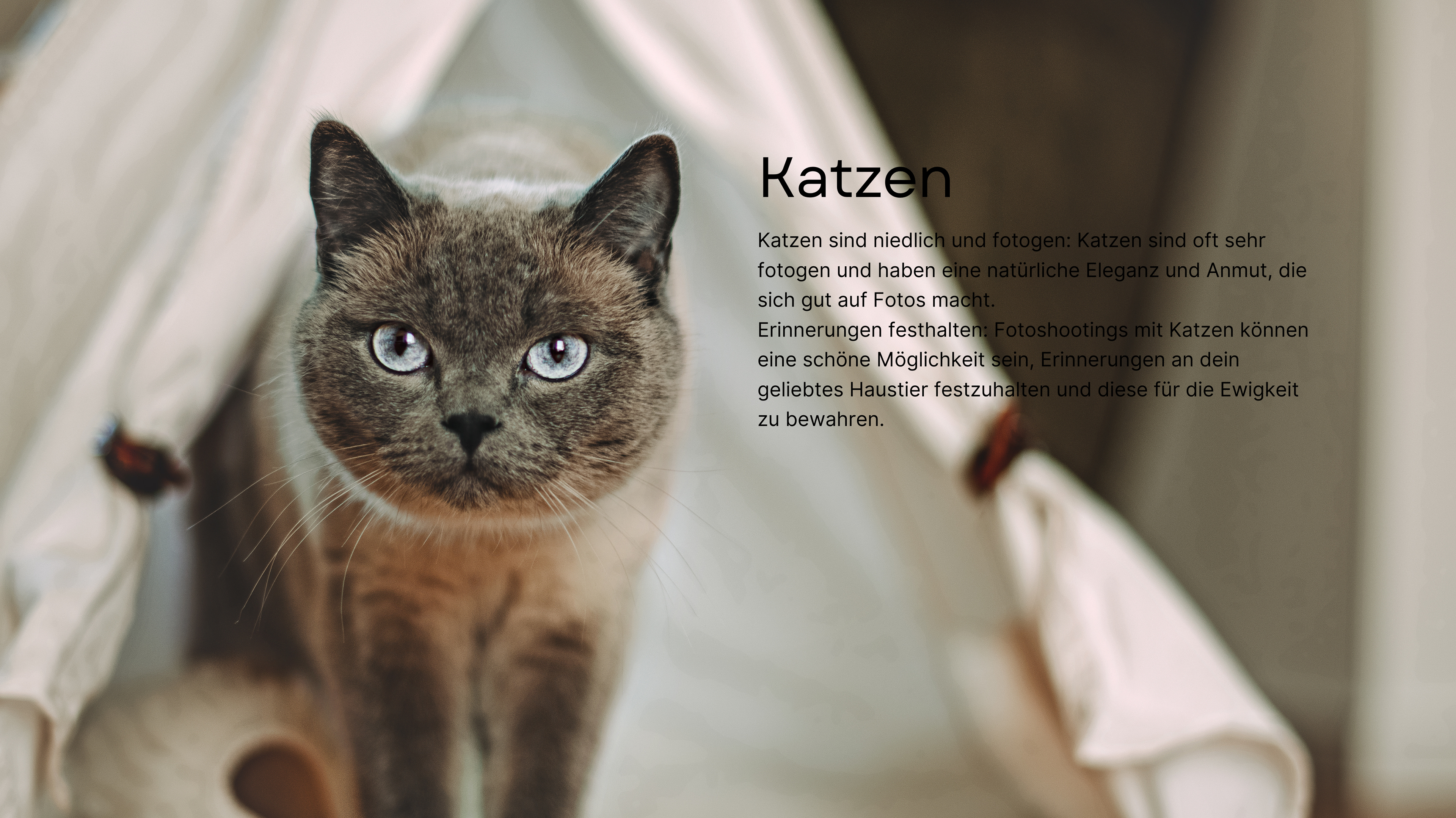 Katzen: Katzen sind niedlich und fotogen: Katzen sind oft sehr fotogen und haben eine natürliche Eleganz und Anmut, die sich gut auf Fotos macht. Erinnerungen festhalten: Fotoshootings mit Katzen können eine schöne Möglichkeit sein, Erinnerungen an dein geliebtes Haustier festzuhalten und diese für die Ewigkeit zu bewahren.