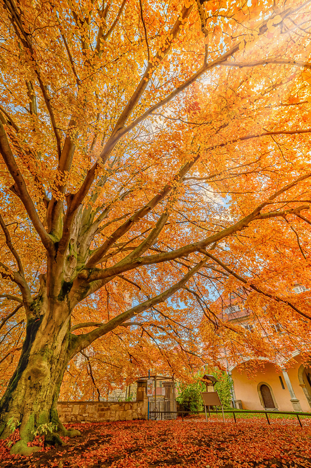 Blutbuche im Landratsamt