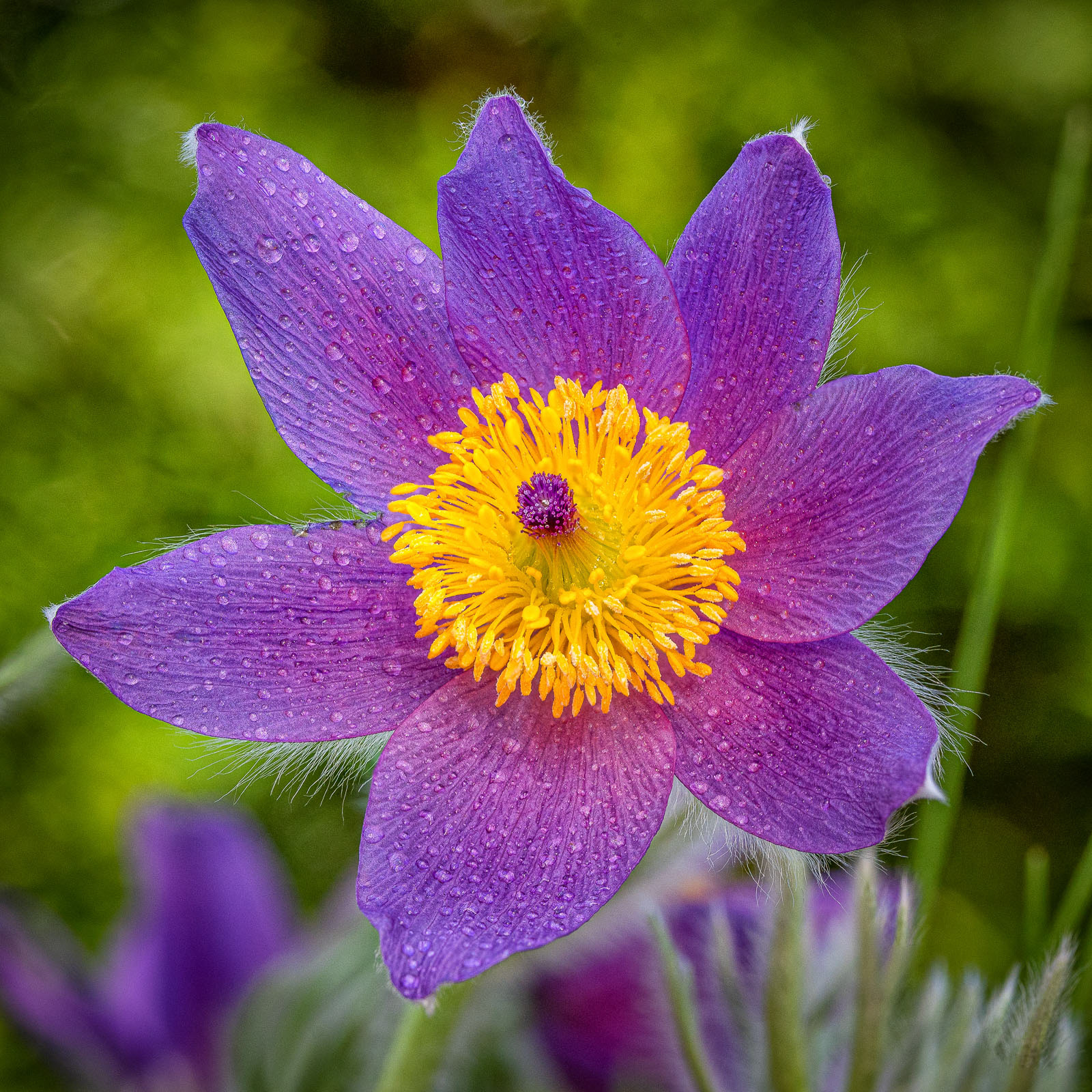 Kuhschelle als Focusstack aufgenommen