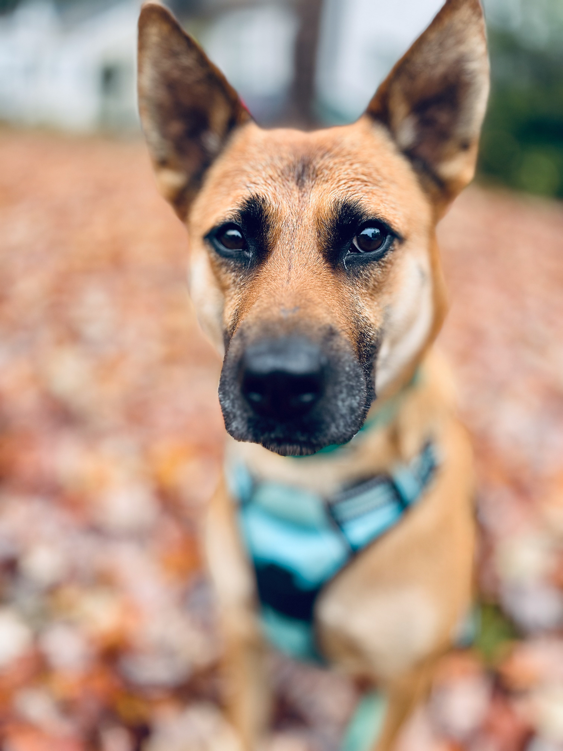 Chewy