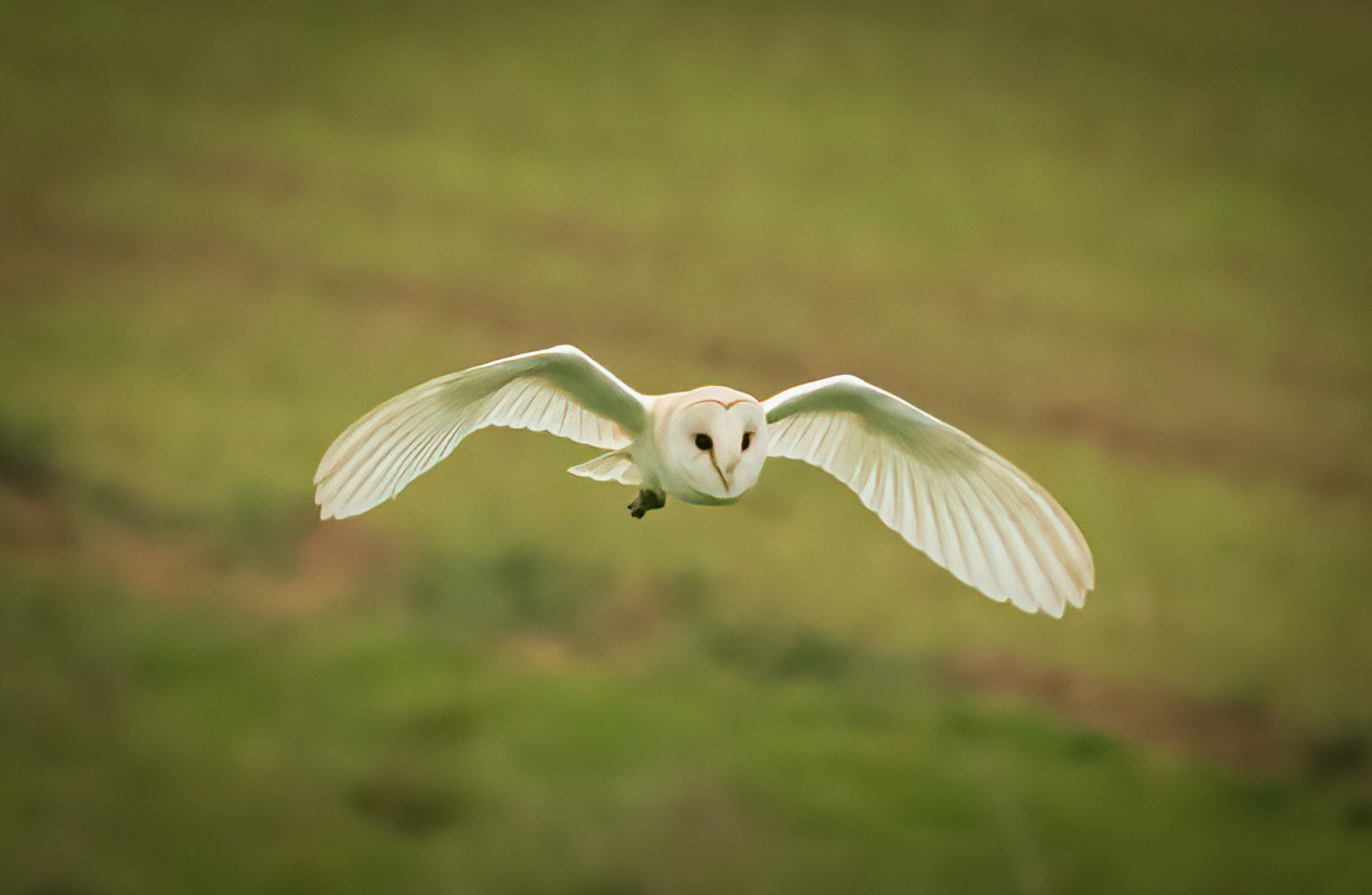 Barnie The Owl