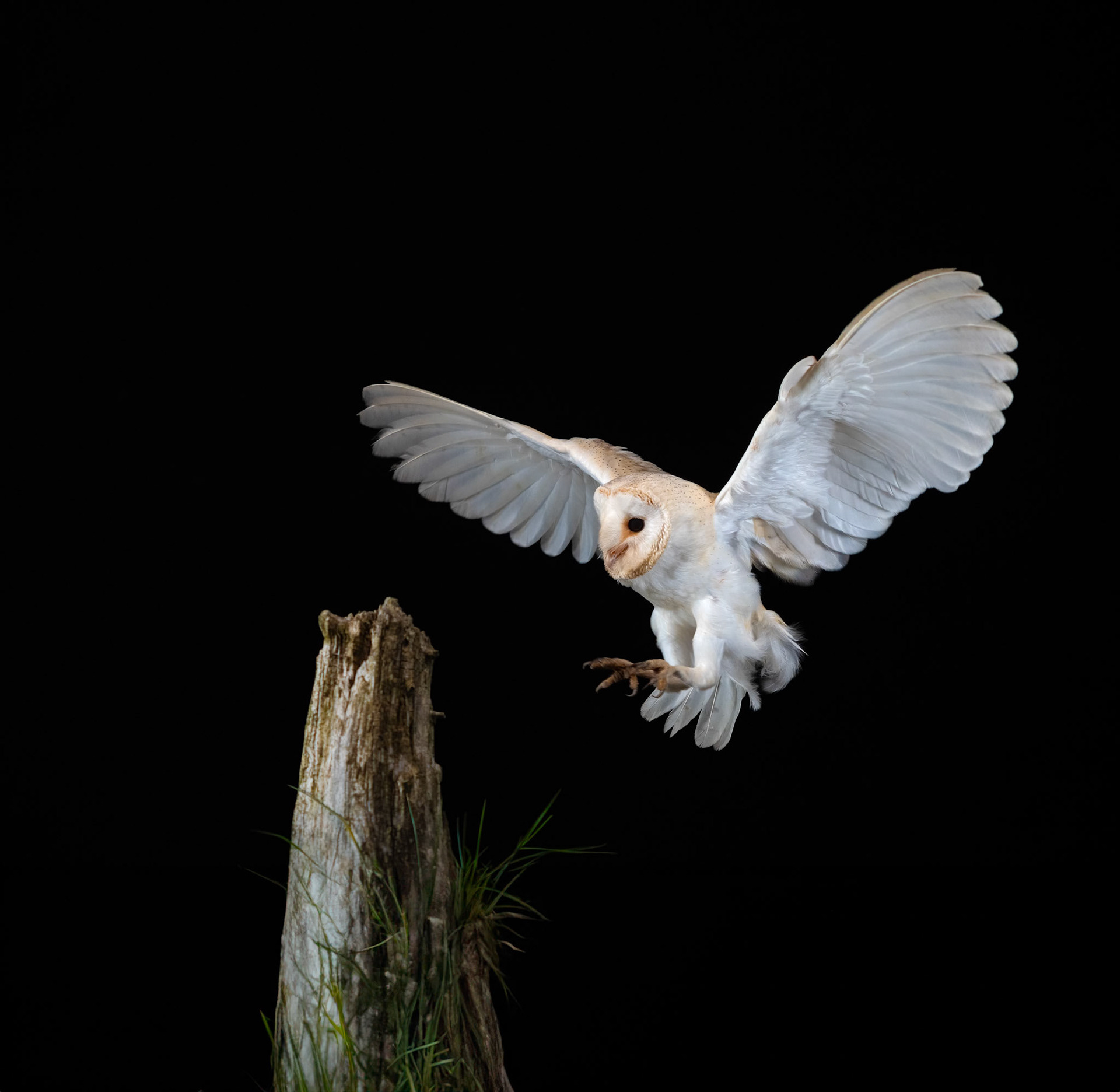 Barn Owl
