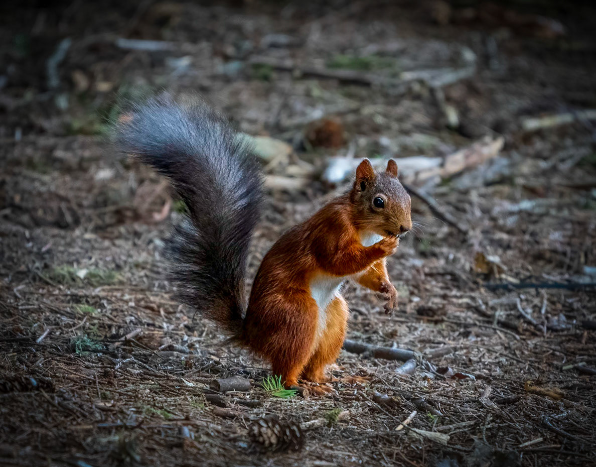 Red Squirrel.