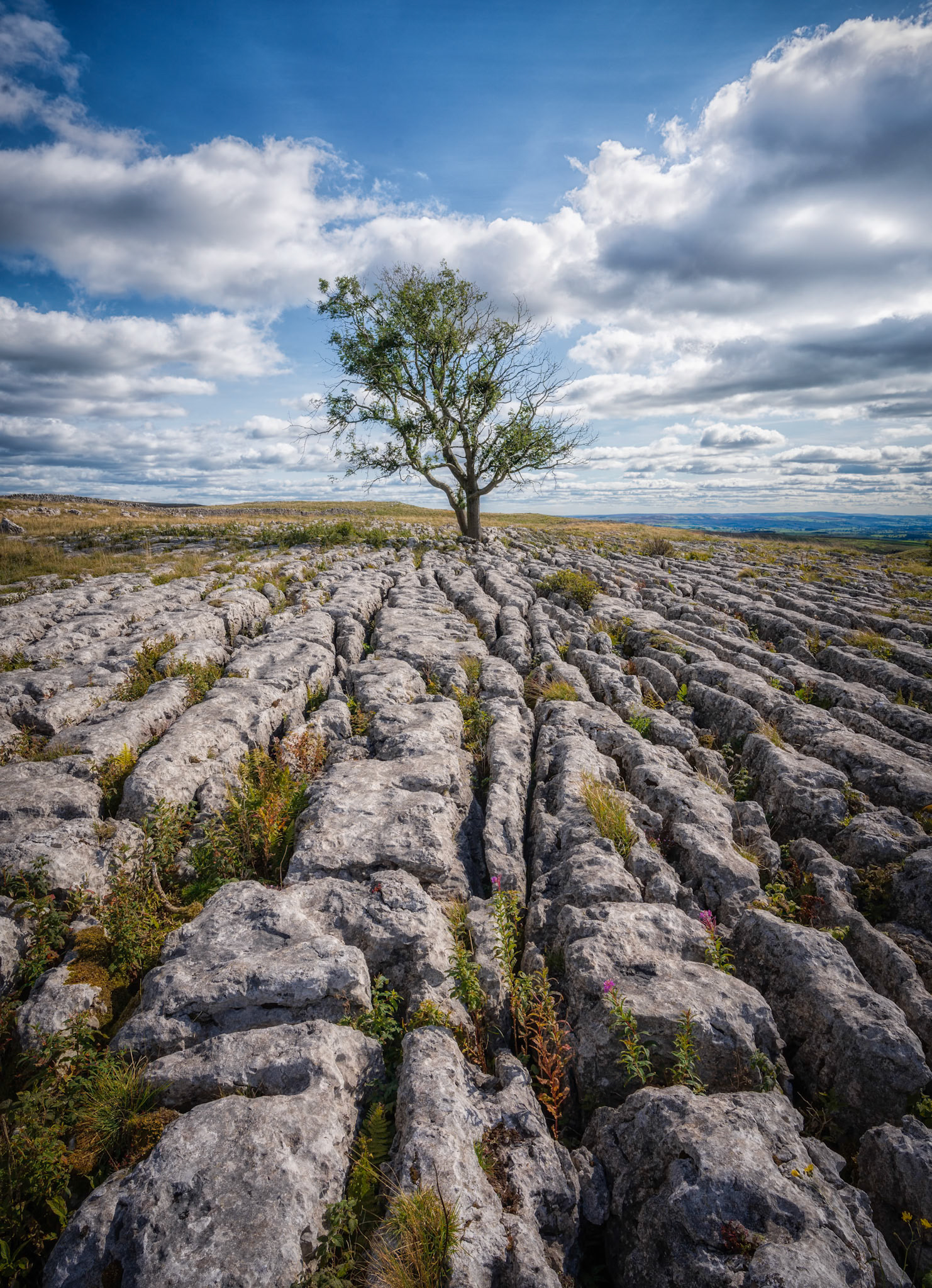 Malham Lone Tree